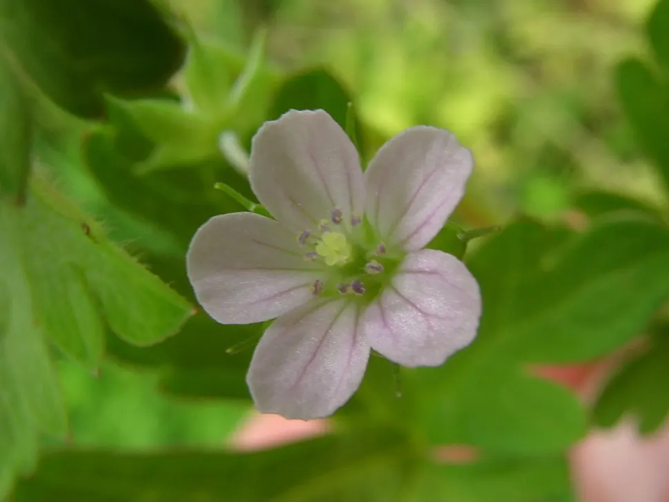 Rose Geranium (Pelargonium Graveolens) — Thriving in USDA Zones 10-11, it prefers well-drained soil and full sun to partial shade; its rose-scented, image 92