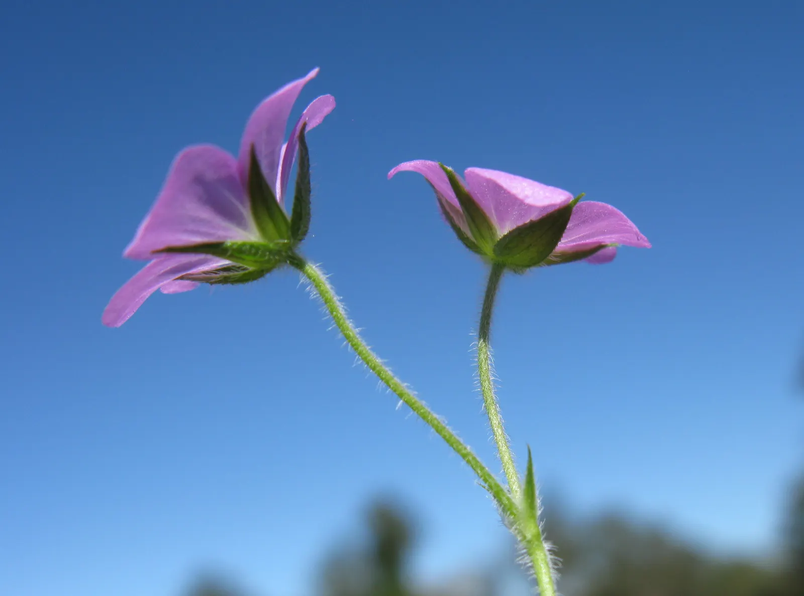 Rose Geranium (Pelargonium Graveolens) — usually from late spring to early fall; preferring around 6 hours of direct exposure daily.<br><br>For a, image 56