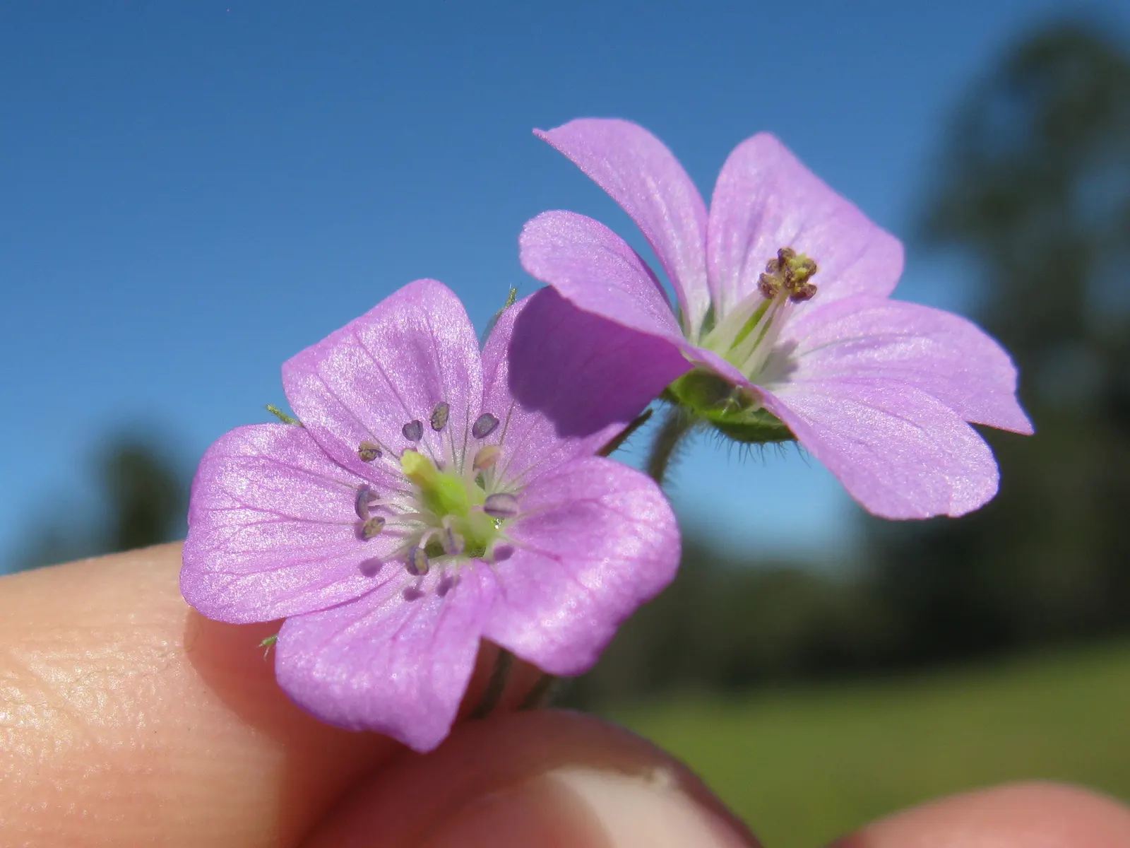 Rose Geranium (Pelargonium Graveolens) — this plant features deeply lobed; due to its tolerance for occasional dry spells