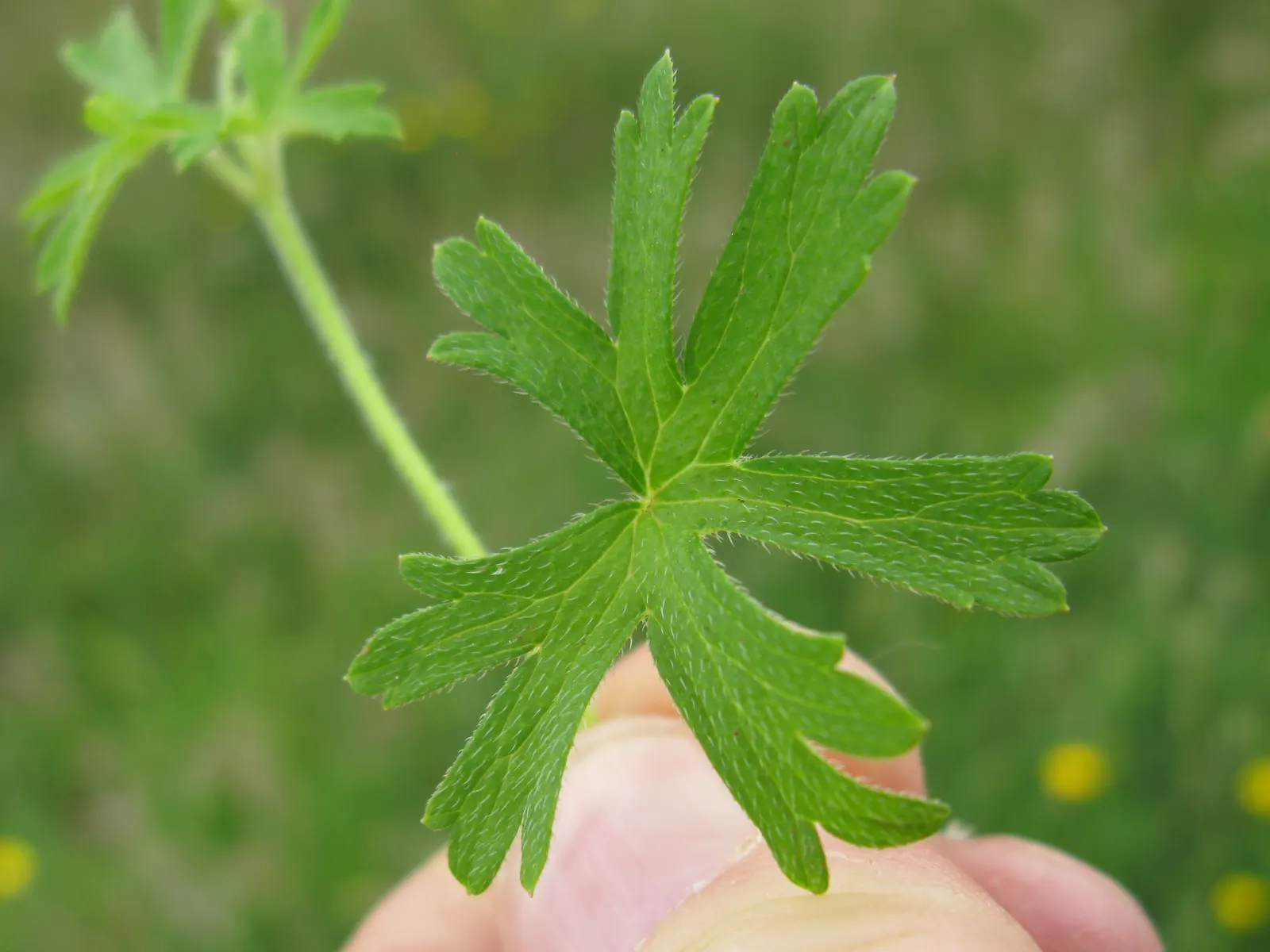 Rose Geranium (Pelargonium Graveolens) — soft green leaves with a velvety texture