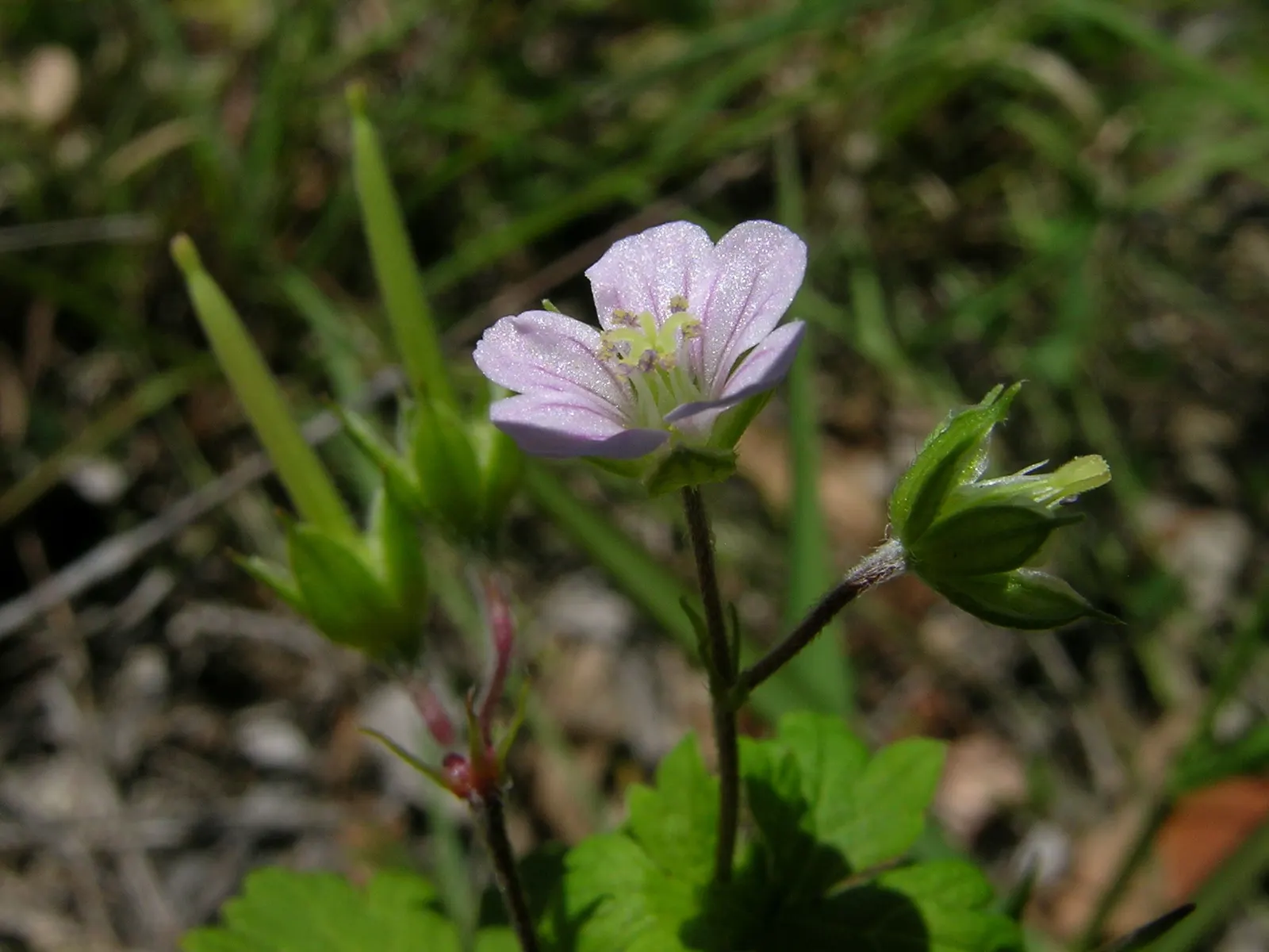 Rose Geranium (Pelargonium Graveolens) — ground cover / herb for full or half