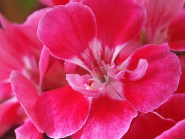 Rose Geranium (Pelargonium Graveolens) — This ornamental boasts soft, lobed leaves and delicate pink flowers; throughout the warmer months, image 46