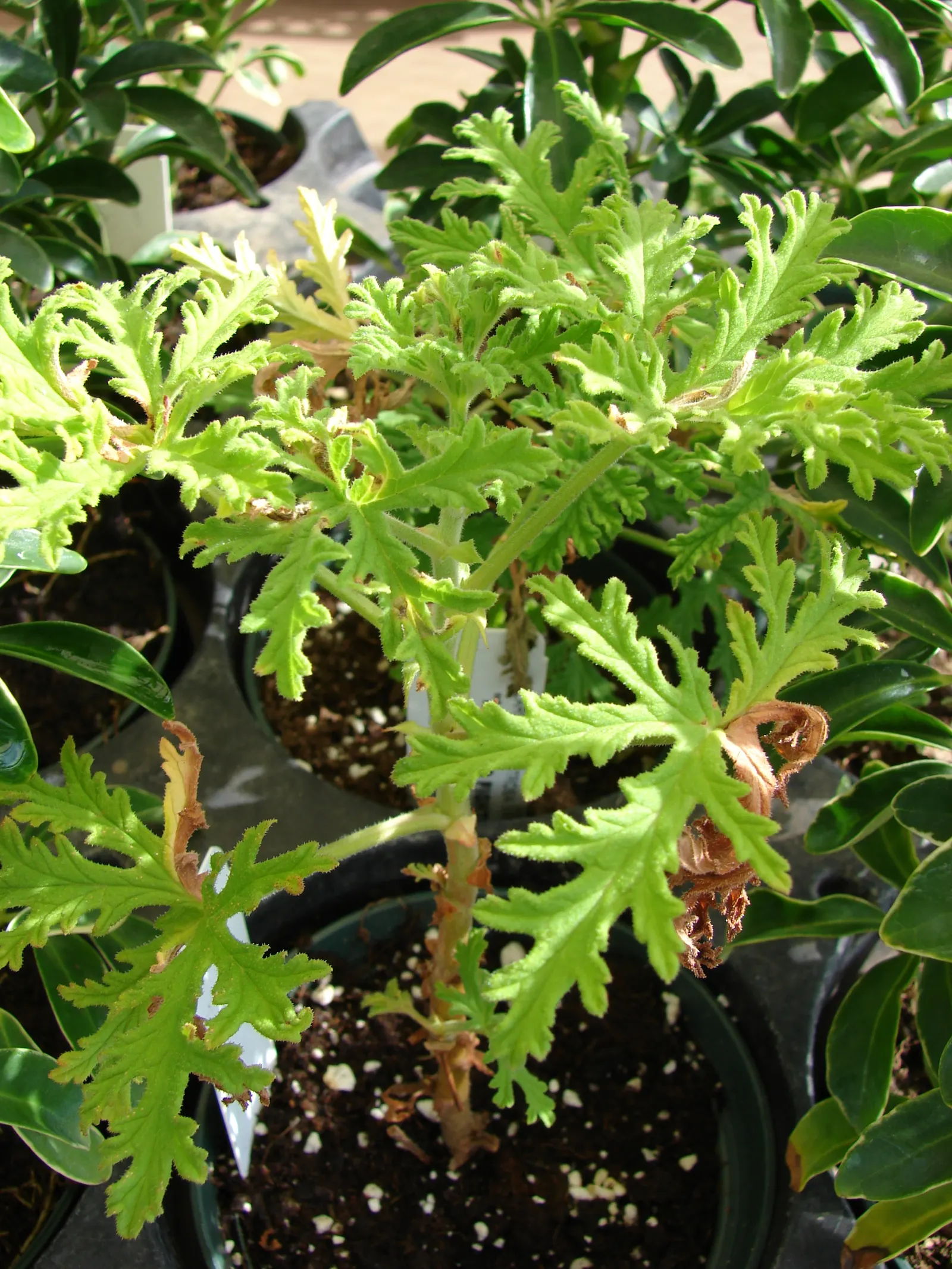 Rose Geranium (Pelargonium Graveolens) — This ornamental boasts soft, lobed leaves and delicate pink flowers; throughout the warmer months, image 90