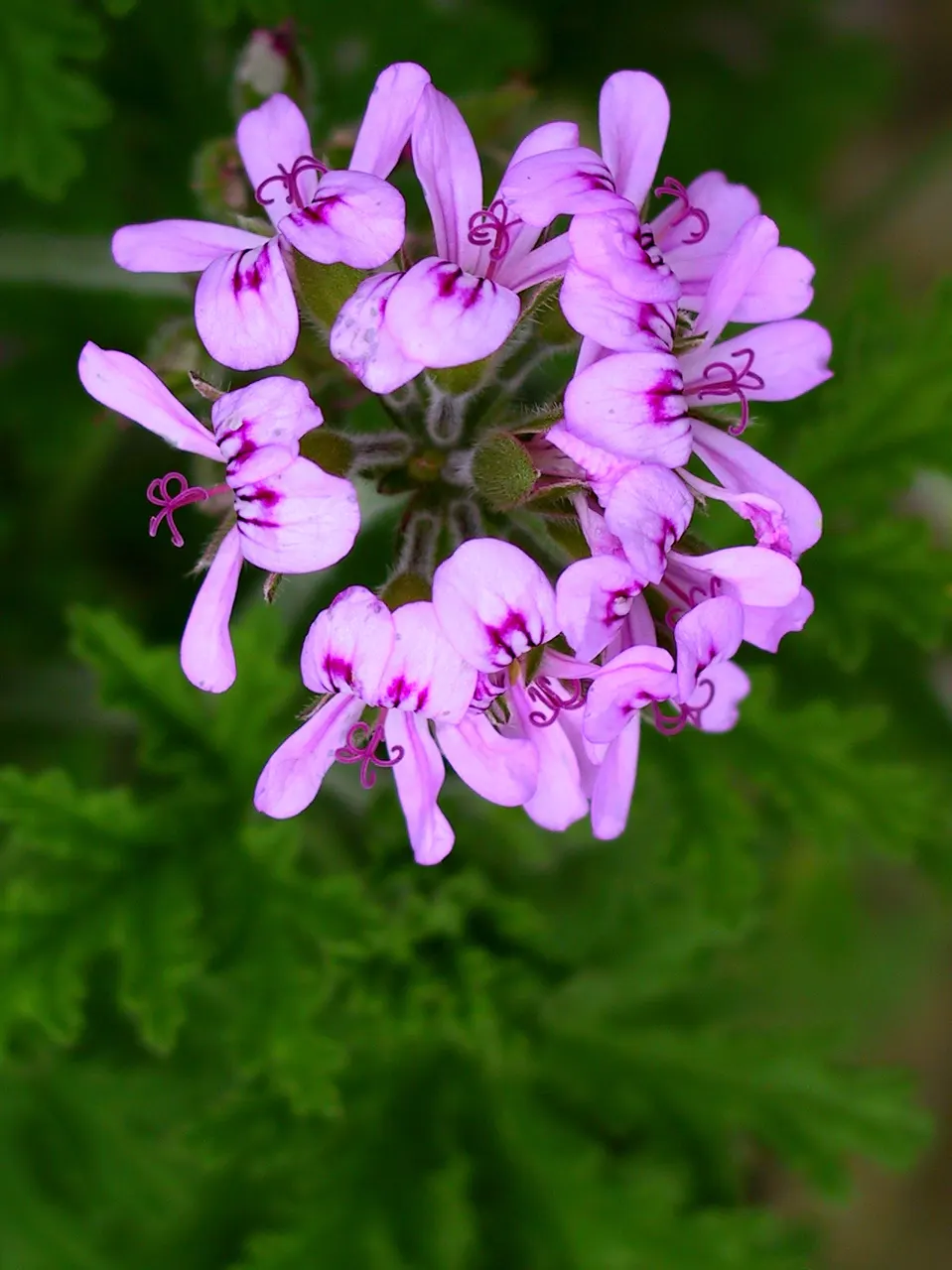 Rose Geranium (Pelargonium Graveolens) — This ornamental boasts soft, lobed leaves and delicate pink flowers; throughout the warmer months