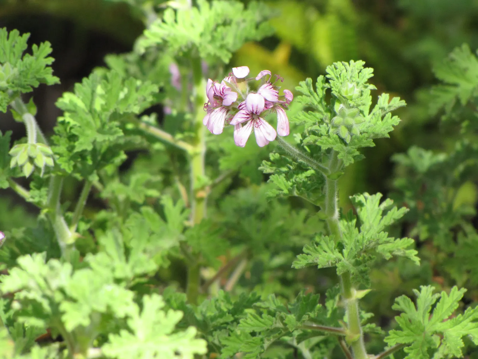 Rose Geranium (Pelargonium Graveolens) — Ideal for borders and scented gardens