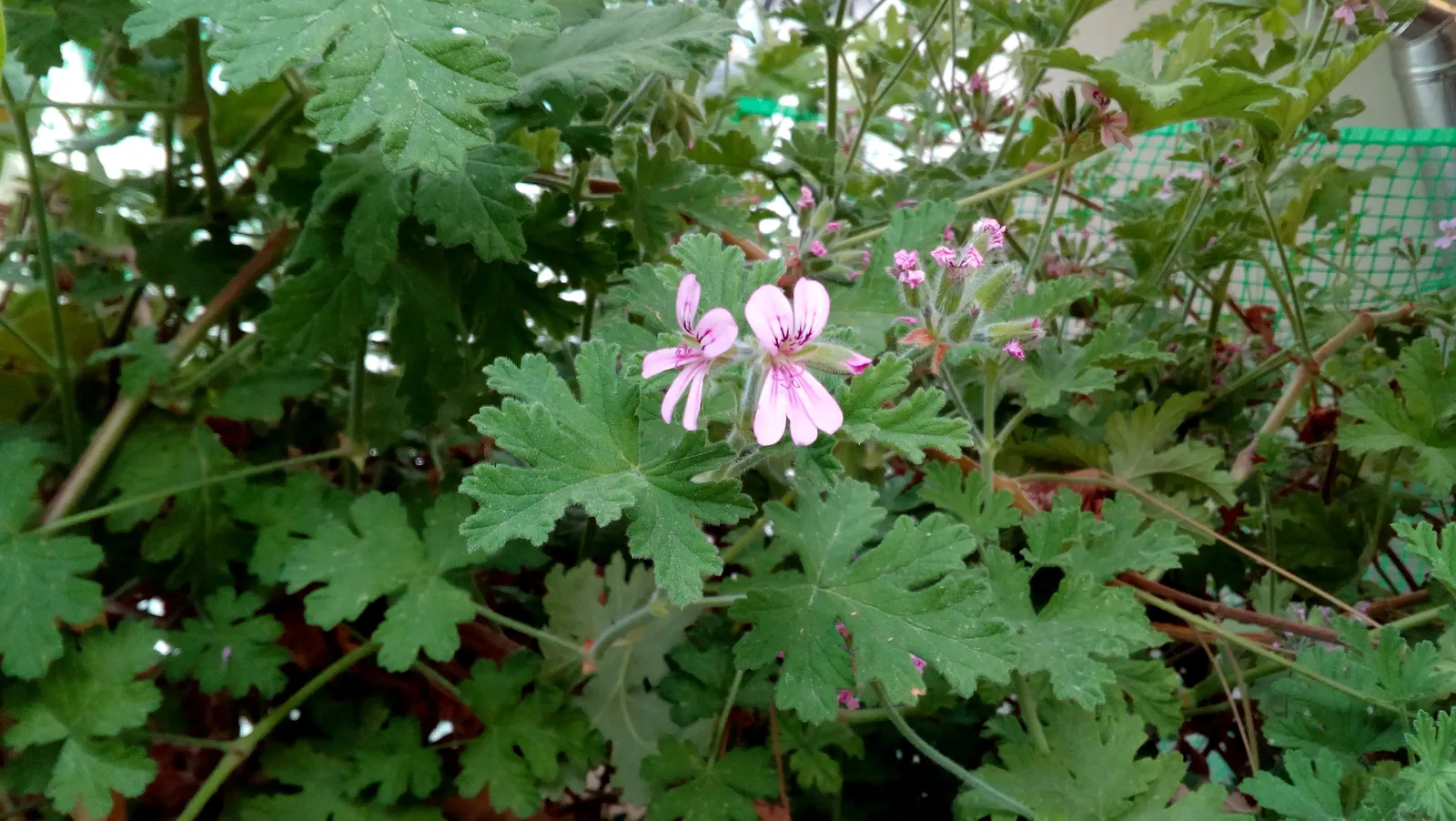 Rose Geranium (Pelargonium Graveolens) — Thriving in USDA Zones 10-11, it prefers well-drained soil and full sun to partial shade; its rose-scented, image 70