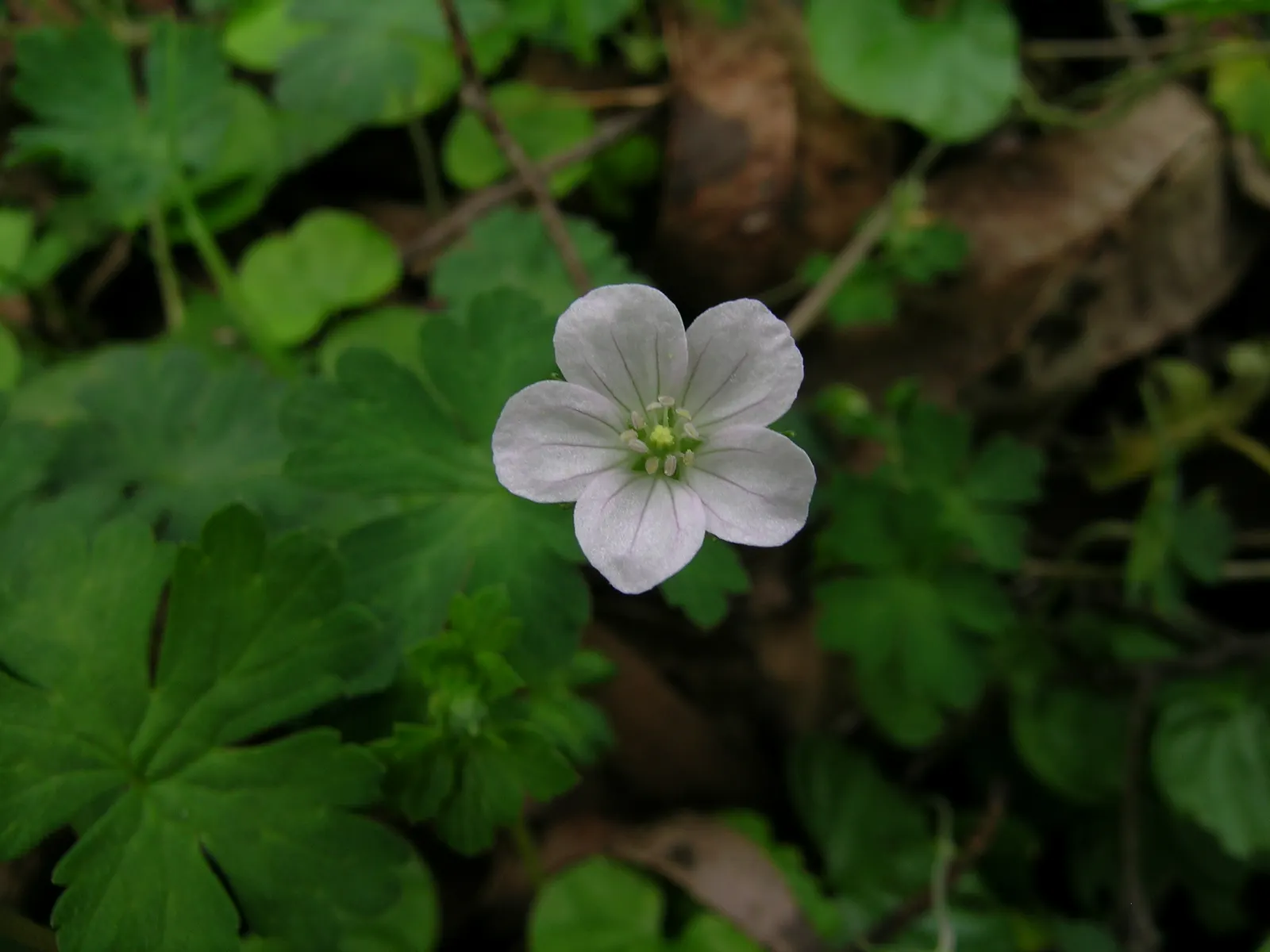 Rose Geranium (Pelargonium Graveolens) — Pelargonium graveolens, or Rose Geranium, is a fragrant perennial shrub reaching 2-3 feet tall and wide, image 45