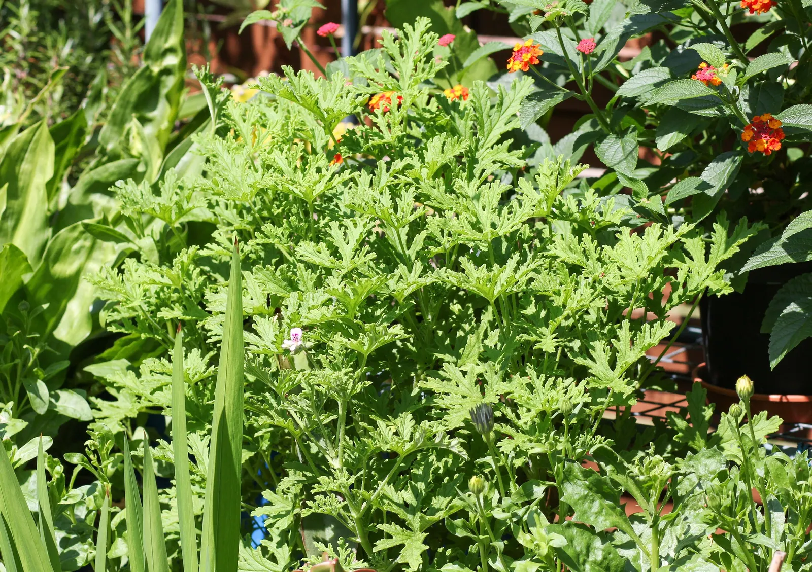 Rose Geranium (Pelargonium Graveolens) — Thriving in USDA Zones 10-11, it prefers well-drained soil and full sun to partial shade; its rose-scented foliage is