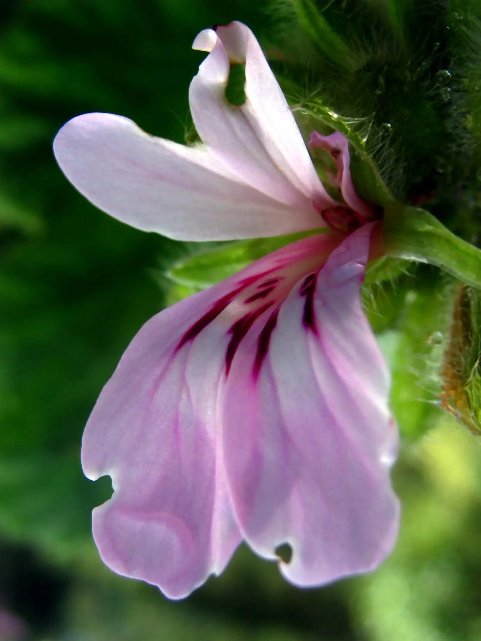 Rose Geranium (Pelargonium Graveolens) — it fares well in zones 10-11 and can be planted in well-draining