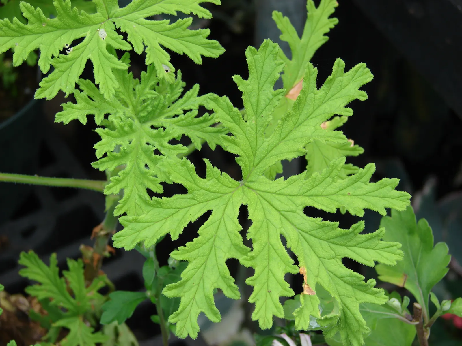 Rose Geranium (Pelargonium Graveolens) — Ideal for borders and scented gardens; soft green leaves with a velvety texture, image 93