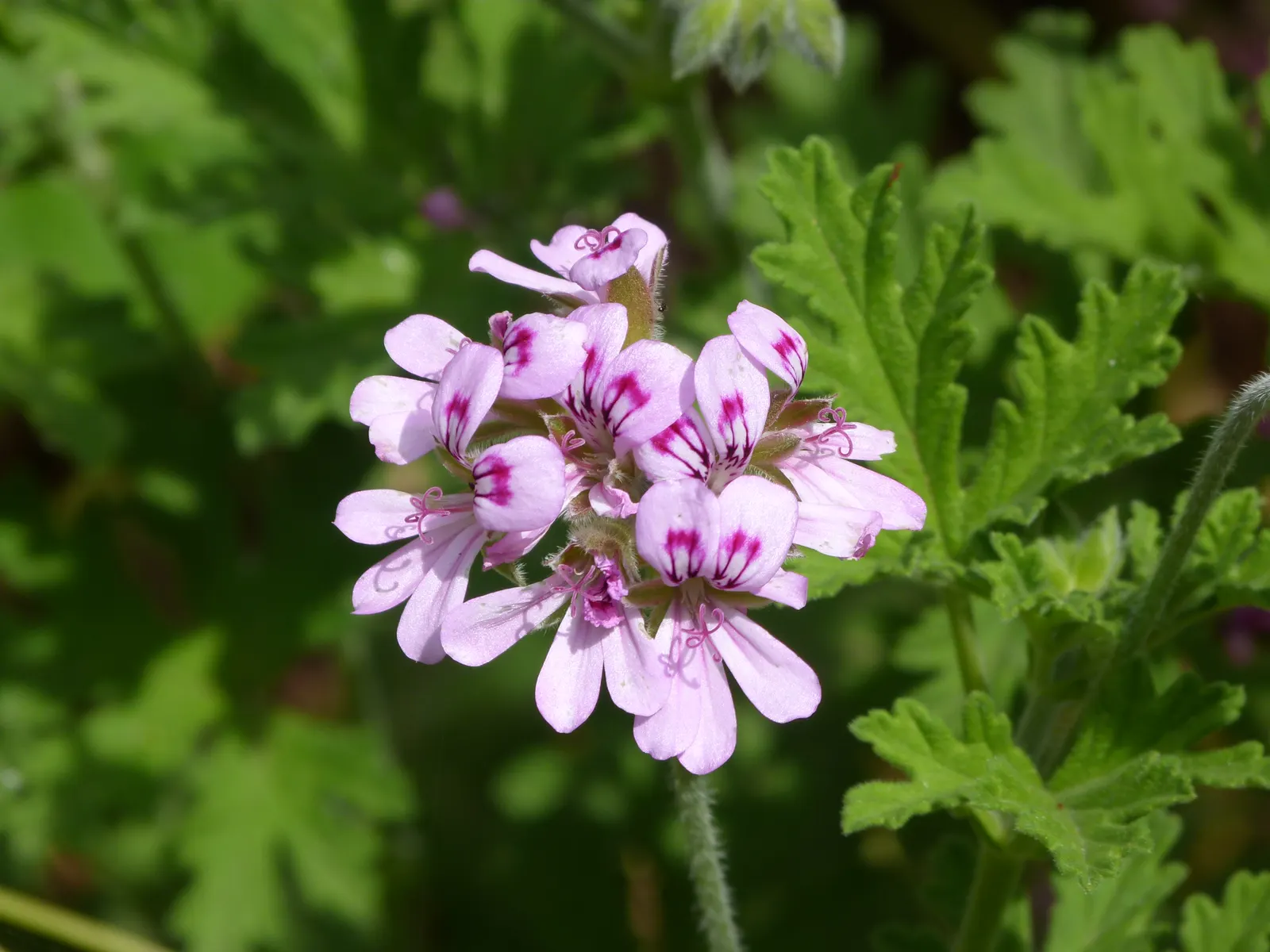 Rose Geranium (Pelargonium Graveolens) — usually from late spring to early fall; preferring around 6 hours of direct exposure daily.<br><br>For a, image 100