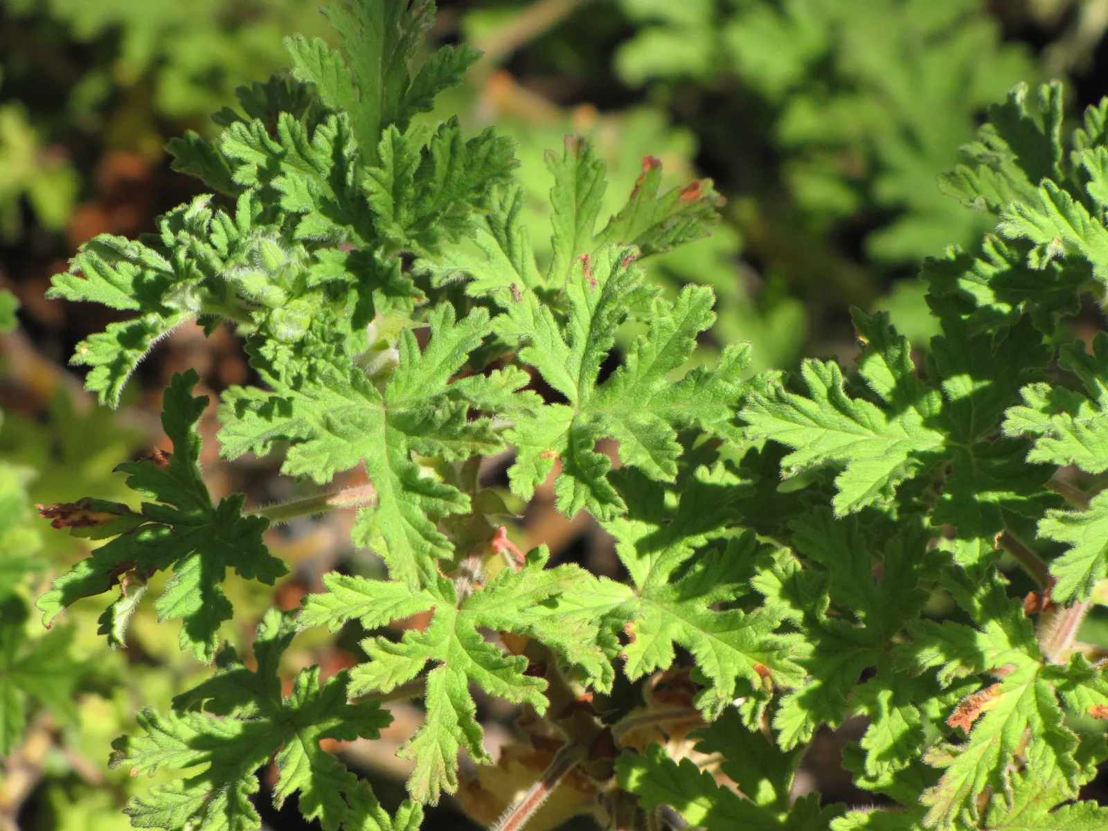 Rose Geranium (Pelargonium Graveolens) — Its rose-scented foliage is used in aromatherapy; loamy soil with a neutral to slightly acidic pH, image 47