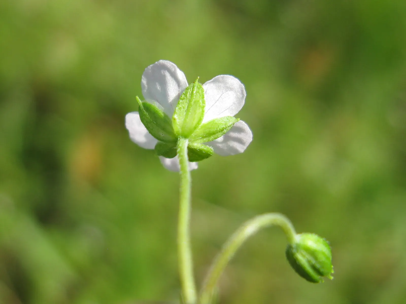 Rose Geranium (Pelargonium Graveolens) — loamy soil with a neutral to slightly acidic pH; it boasts clusters of small pink flowers that add a, image 84