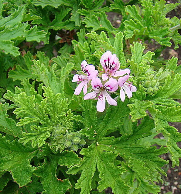 Rose Geranium (Pelargonium Graveolens) — usually from late spring to early fall; preferring around 6 hours of direct exposure daily.<br><br>For a, image 78
