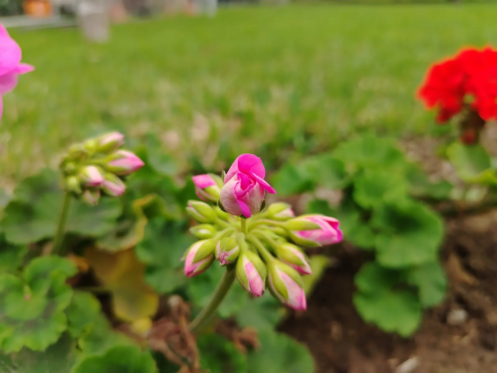 Rose Geranium (Pelargonium Graveolens) — providing clients with a multifunctional plant in their landscape; usually from late spring to early fall, image 65