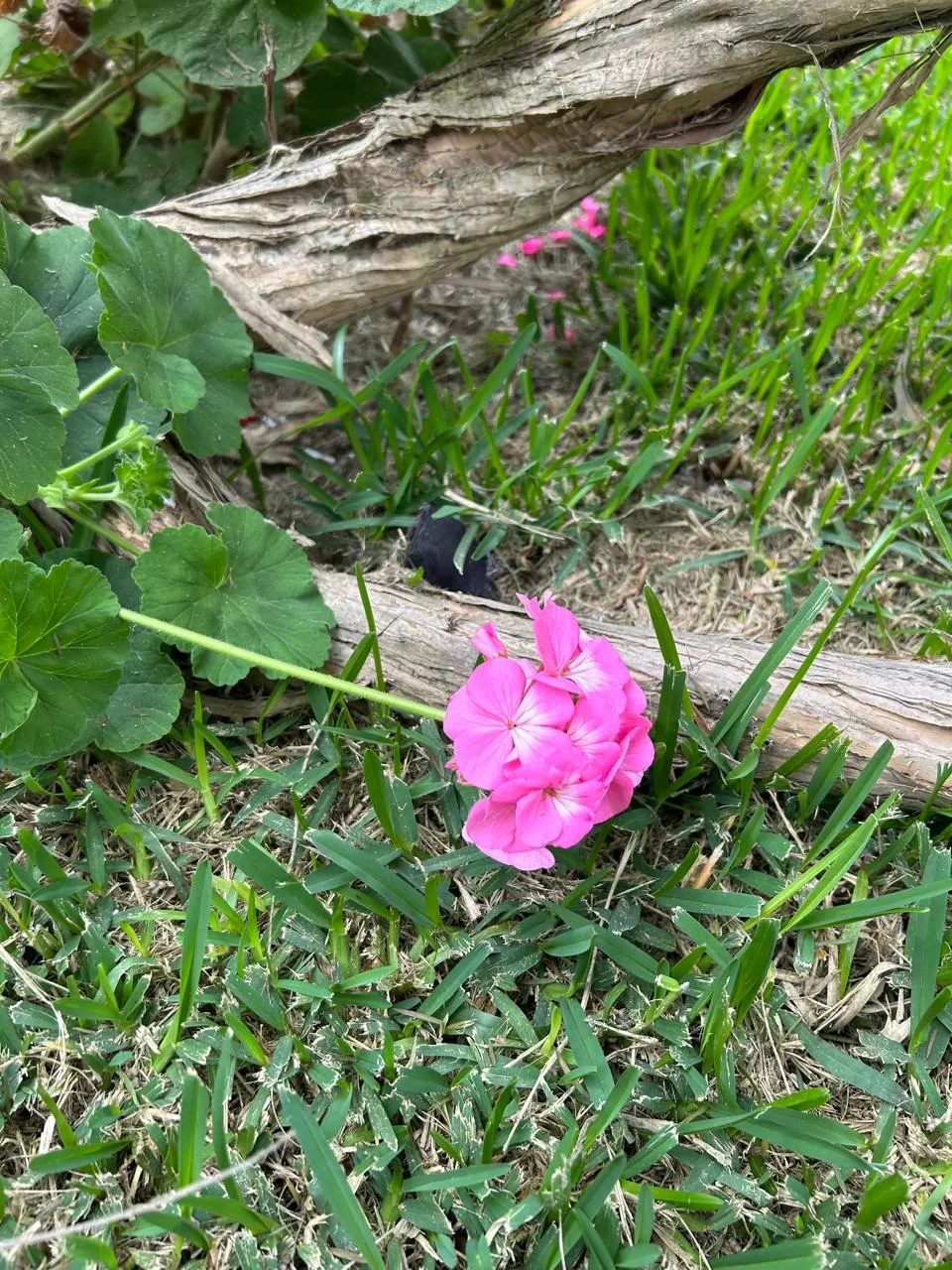Rose Geranium (Pelargonium Graveolens) — this plant features deeply lobed; due to its tolerance for occasional dry spells, image 75