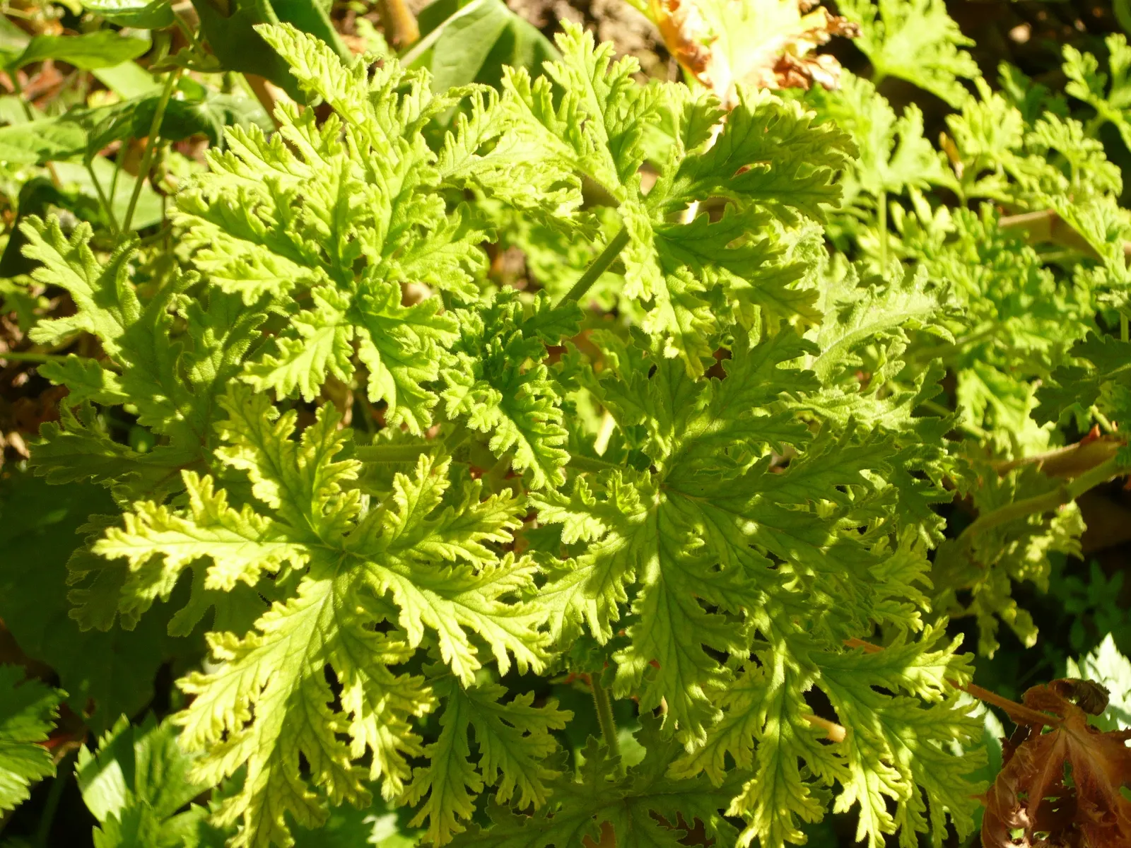 Rose Geranium (Pelargonium Graveolens) — soft green leaves with a velvety texture; pelargonium graveolens, or Rose Geranium, is a fragrant, image 76