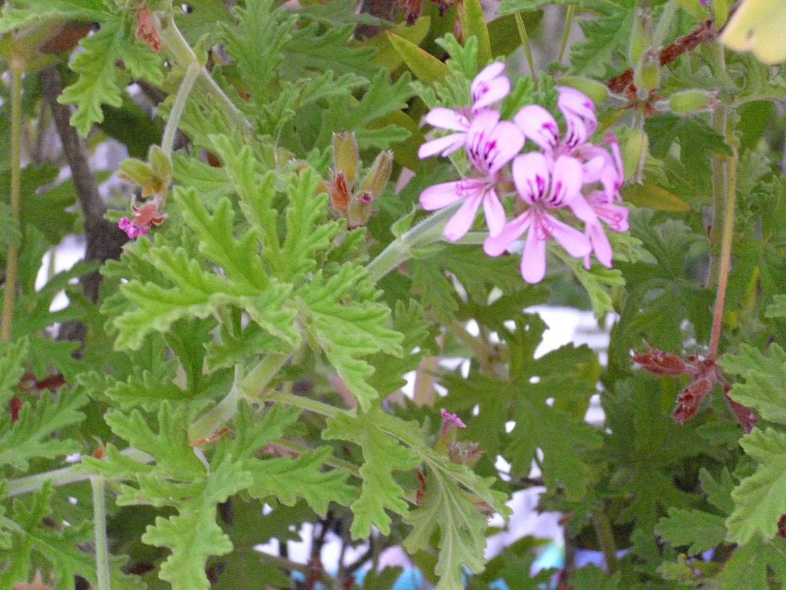 Rose Geranium (Pelargonium Graveolens) — Throughout the warmer months; originating from South Africa, image 99