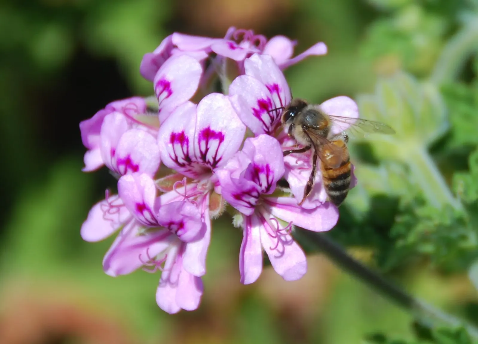 Rose Geranium (Pelargonium Graveolens) — where the fragrance can be enjoyed; the foliage can be used for essential oils, image 85