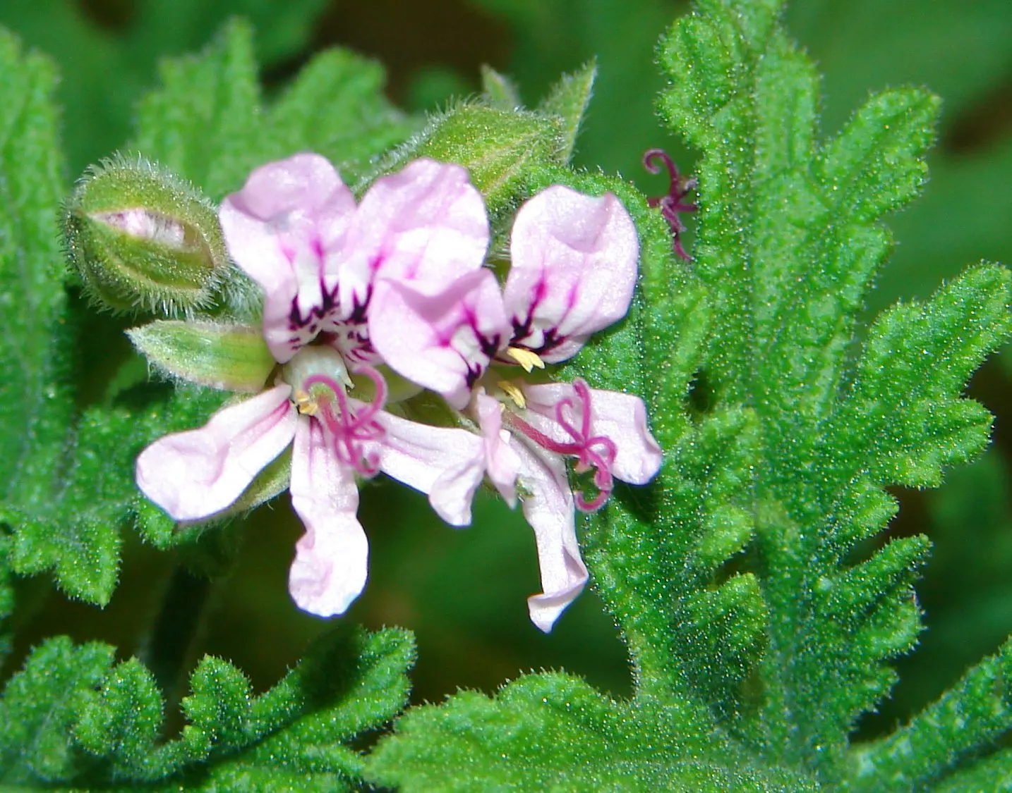 Rose Geranium (Pelargonium Graveolens) — Originating from South Africa; this plant features deeply lobed, image 74