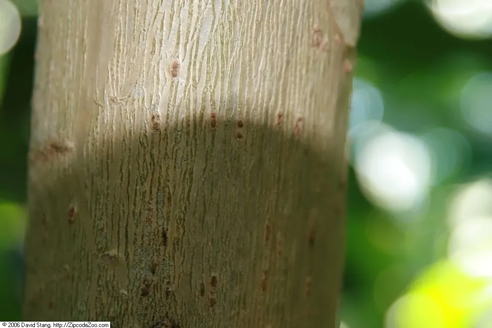 Umbrella Tree (Schefflera Actinophylla) — The leaves can typically reach a length of 8 to 12 inches; it is important to note that all parts of the, image 72