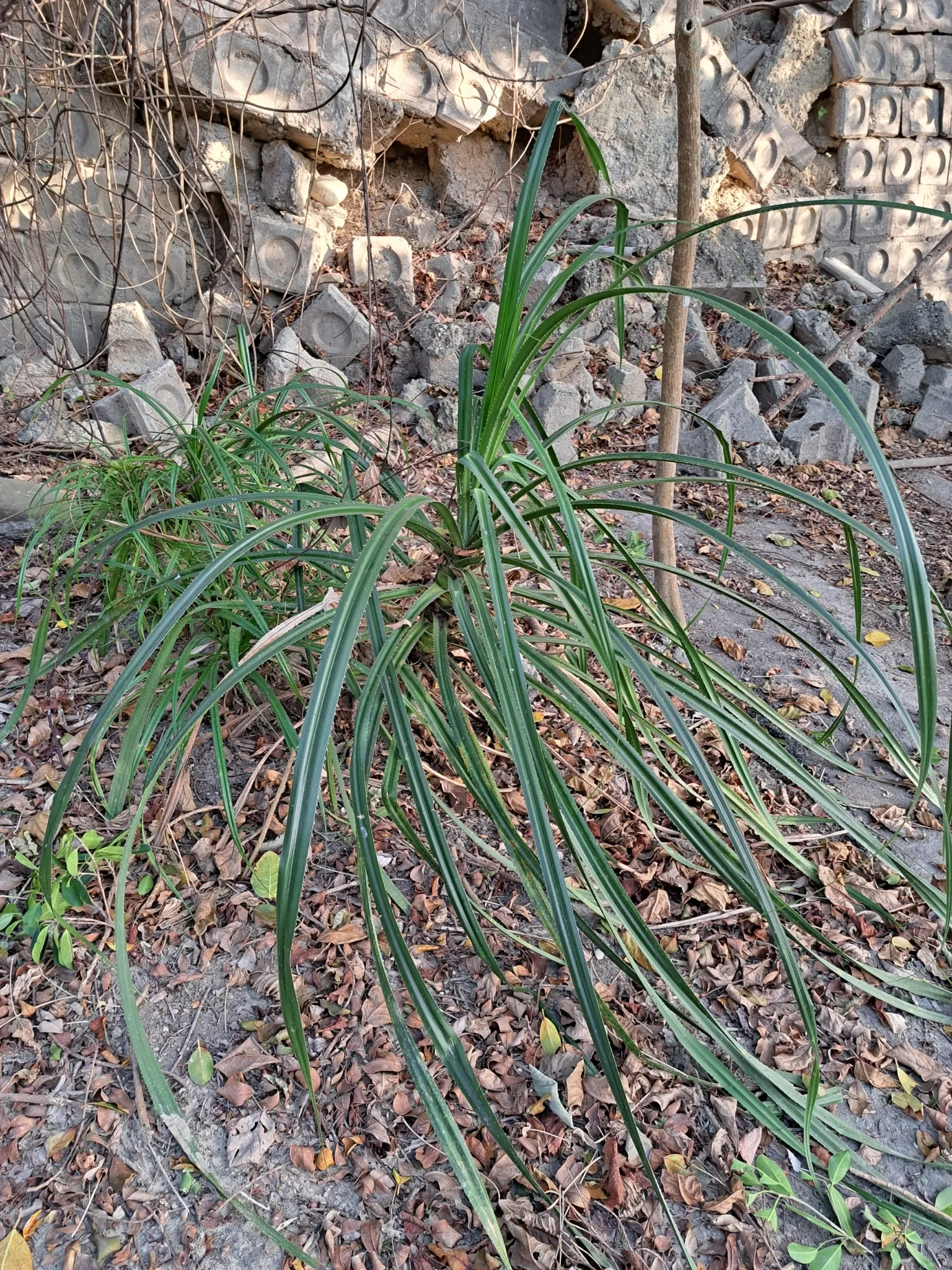 Umbrella Tree (Schefflera Actinophylla) — It is important to note that all parts of the Schefflera actinophylla are toxic if ingested; especially during the