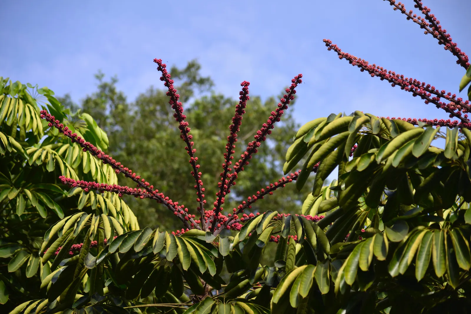 Umbrella Tree (Schefflera Actinophylla) — versatile evergreen that adds a tropical flair to any landscape