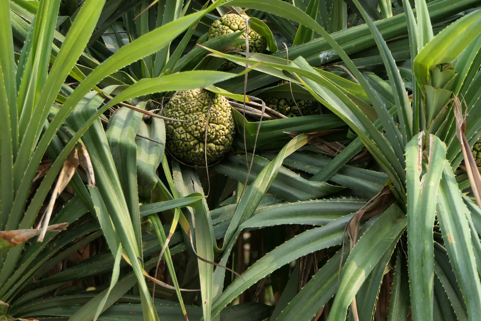Umbrella Tree (Schefflera Actinophylla) — shrub for full or half or shade; the Umbrella Tree can serve as a standalone specimen or be grouped to, image 90