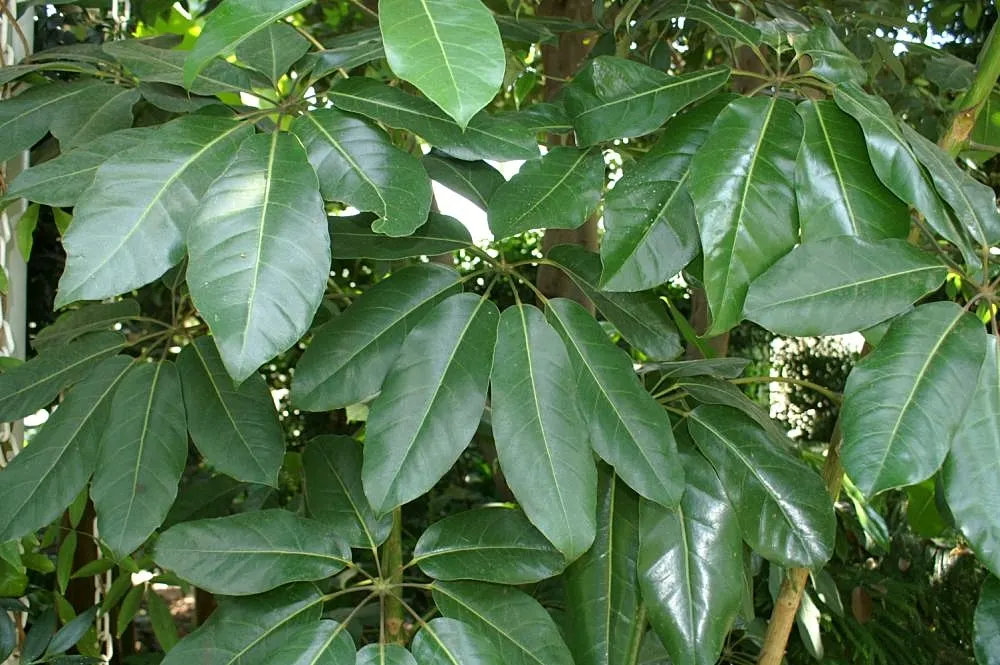 Umbrella Tree (Schefflera Actinophylla) — as direct exposure can scorch the leaves; elongated leaves that radiate like an umbrella, image 138