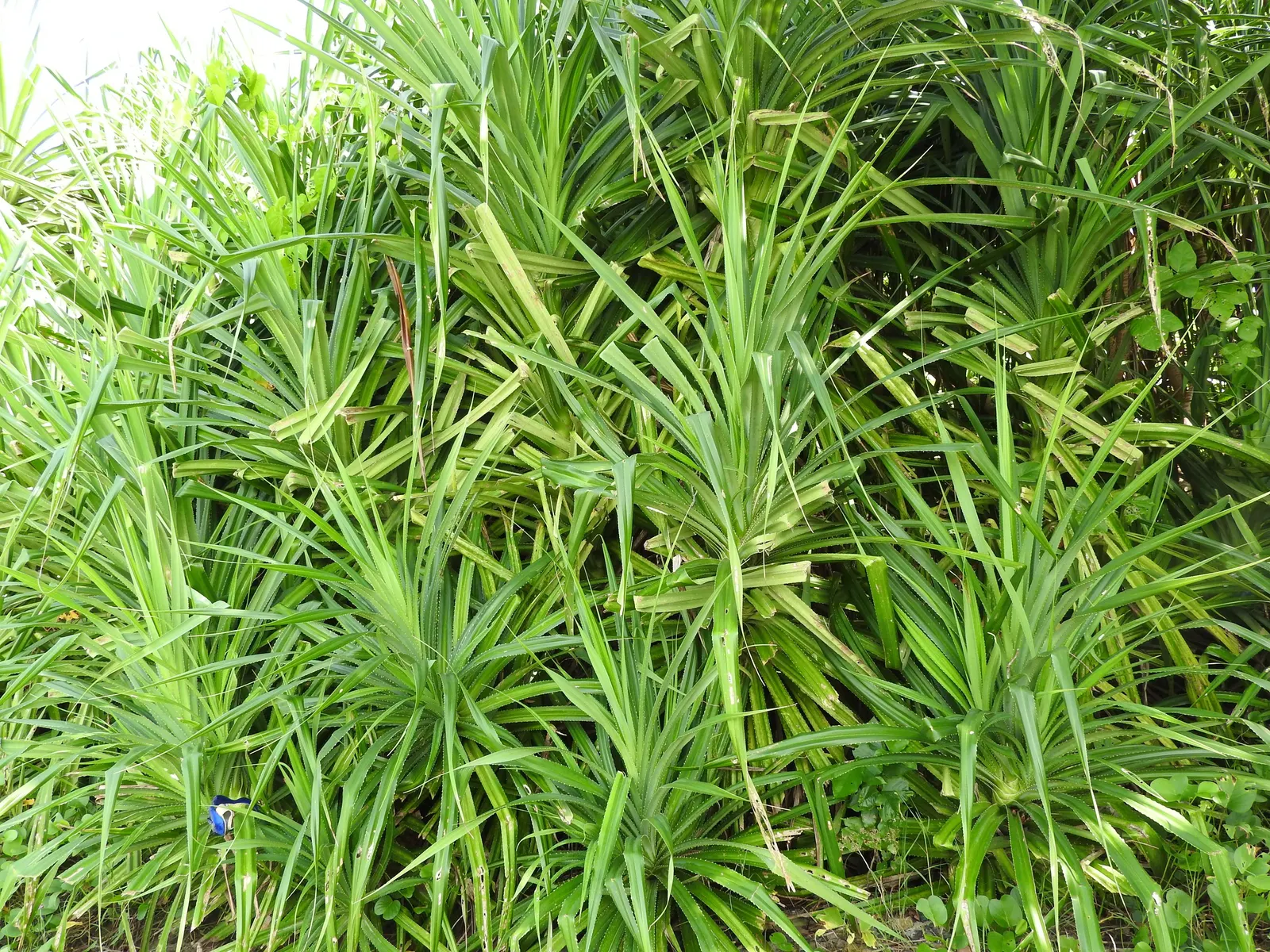Umbrella Tree (Schefflera Actinophylla) — The leaves can typically reach a length of 8 to 12 inches; it is important to note that all parts of the Schefflera