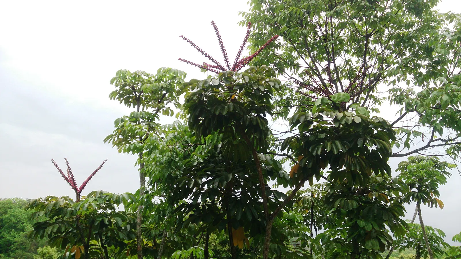 Umbrella Tree (Schefflera Actinophylla) — red flowers in the garden; contributing to the plant's dense