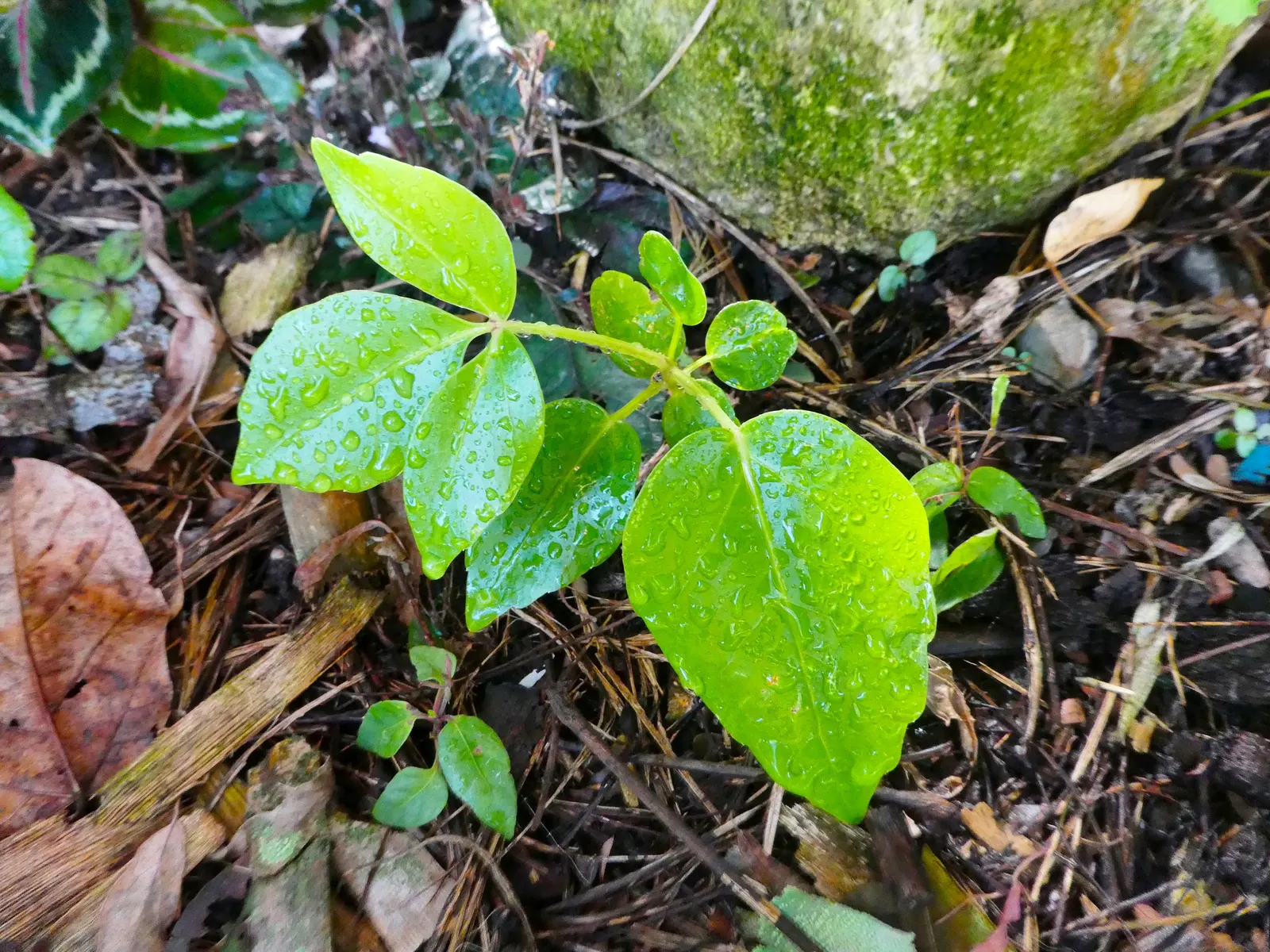 Umbrella Tree (Schefflera Actinophylla) — red flowers in the garden