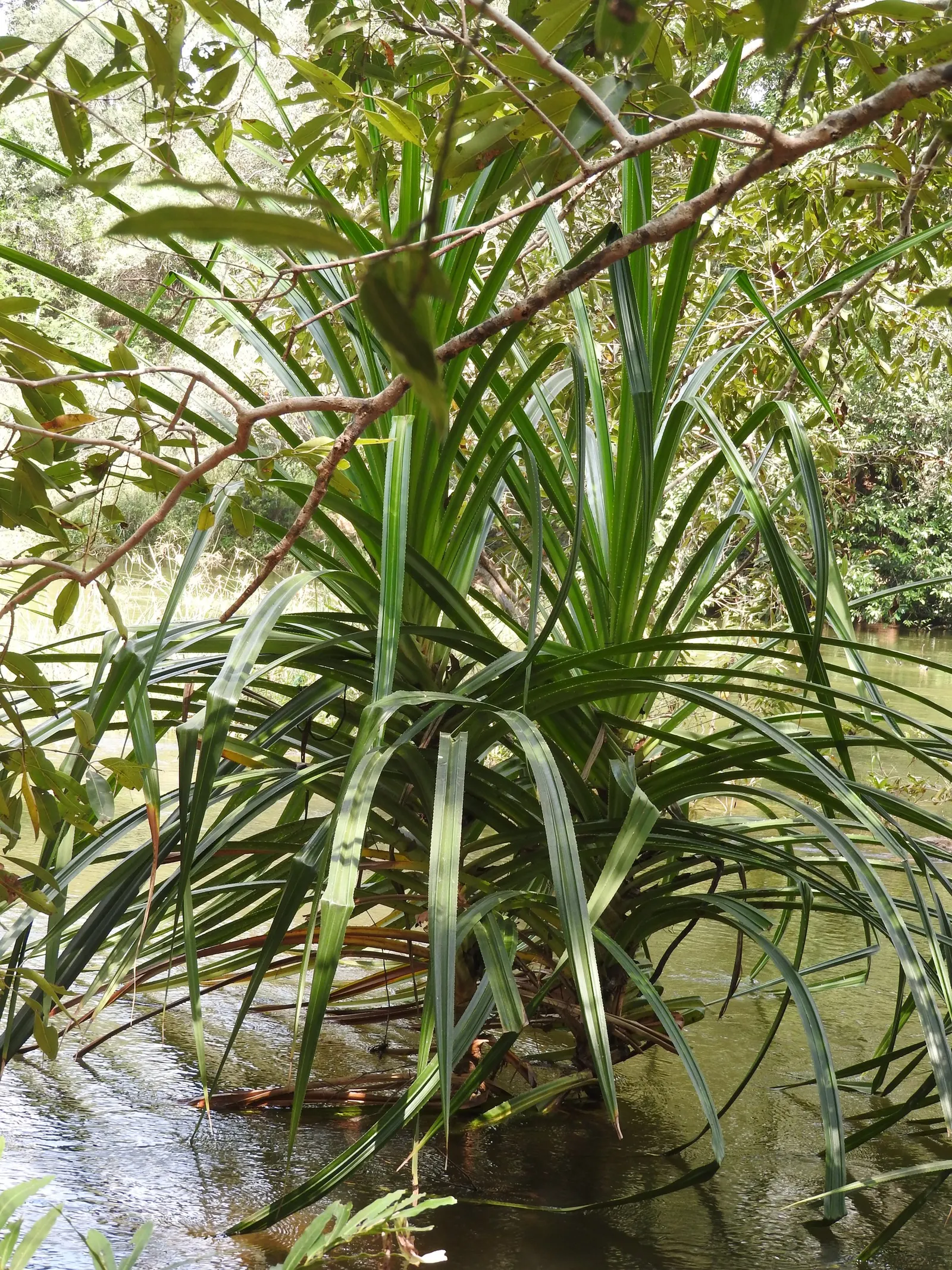 Umbrella Tree (Schefflera Actinophylla) — regular watering is crucial; commonly known as the Umbrella Tree, image 83