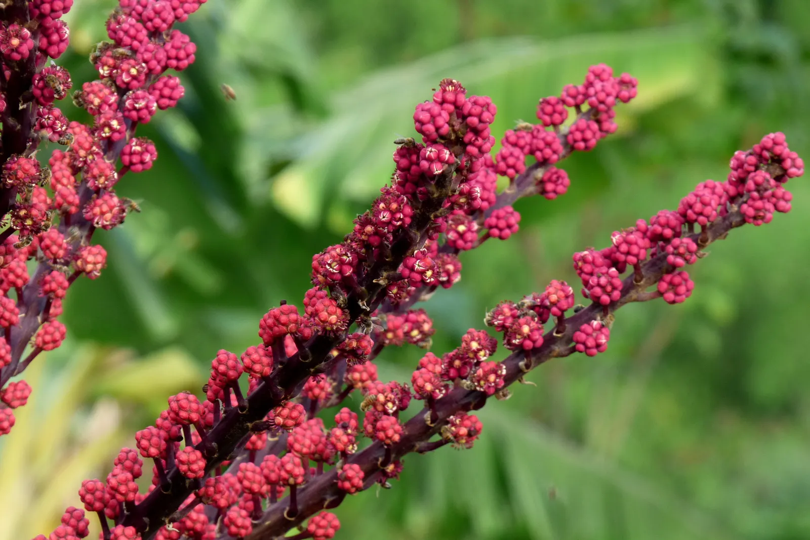 Umbrella Tree (Schefflera Actinophylla) — verdant appearance.<br><br>With the capability to soar to impressive heights; for best growth, position, image 74