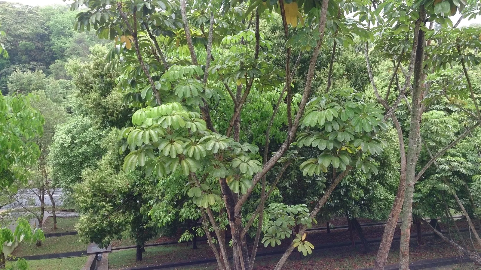 Umbrella Tree (Schefflera Actinophylla) — exotic touch but requires space to accommodate its expansive canopy; versatile evergreen that adds a, image 66