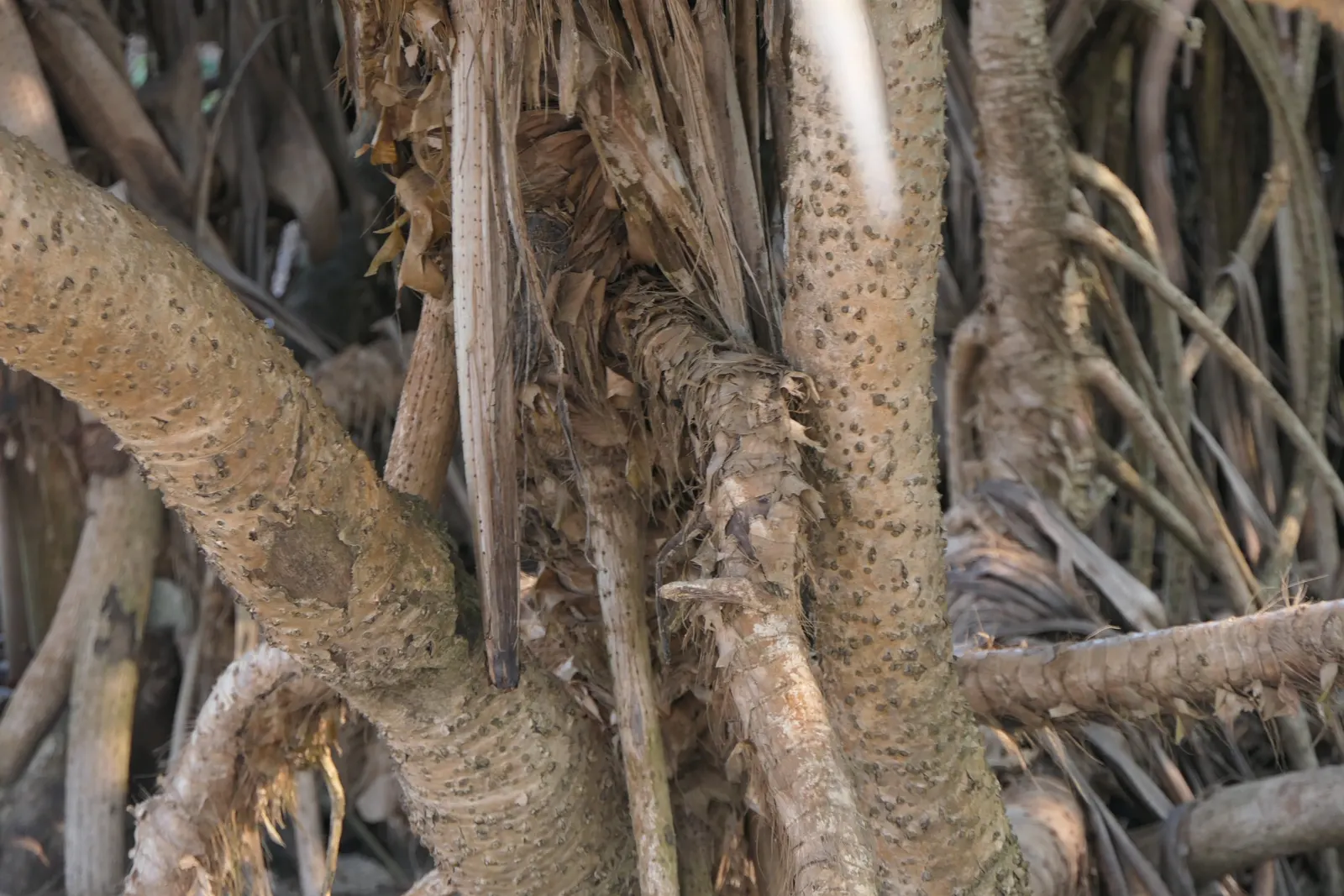 Umbrella Tree (Schefflera Actinophylla) — contributing to the plant's dense; red flowers in the garden, image 103