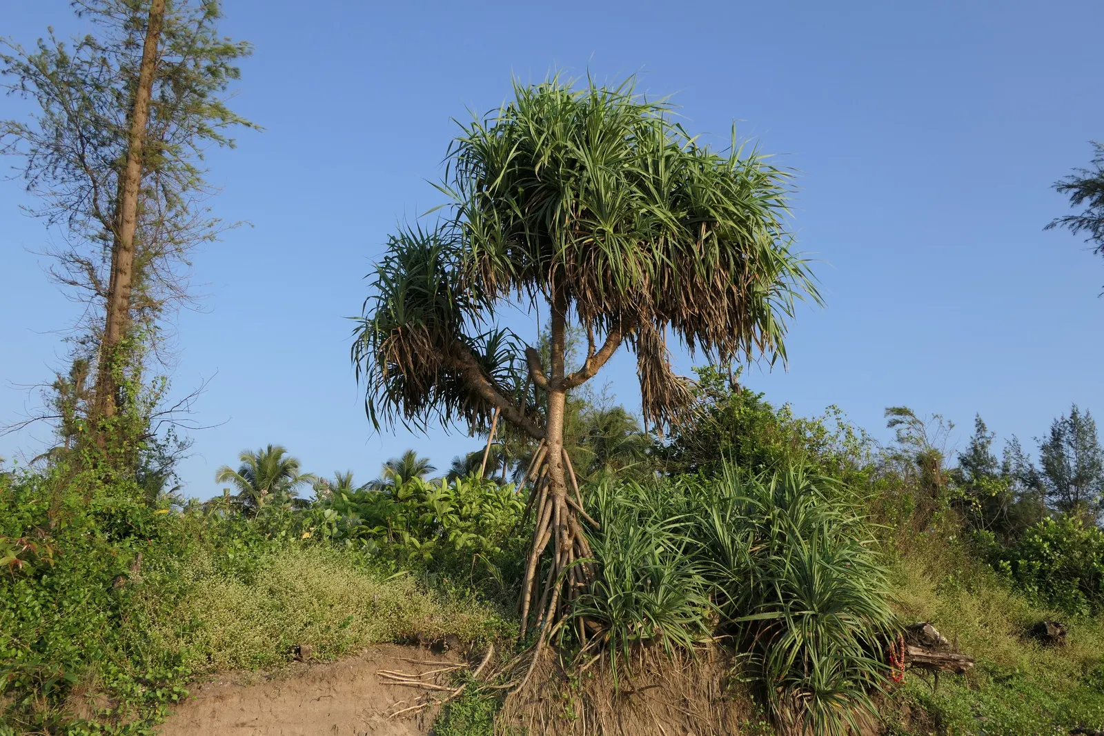 Umbrella Tree (Schefflera Actinophylla) — It is important to note that all parts of the Schefflera actinophylla are toxic if ingested; especially, image 81