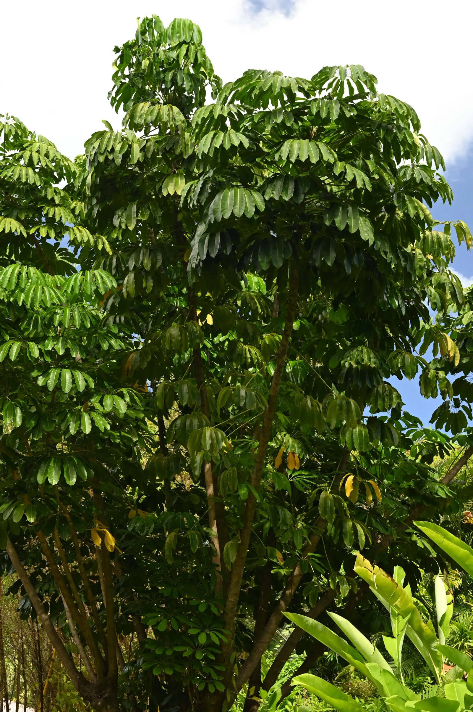 Umbrella Tree (Schefflera Actinophylla) — mature specimens can achieve a stature of 15 to 40 feet with a spread of 10 to 15 feet; the leaves can typically