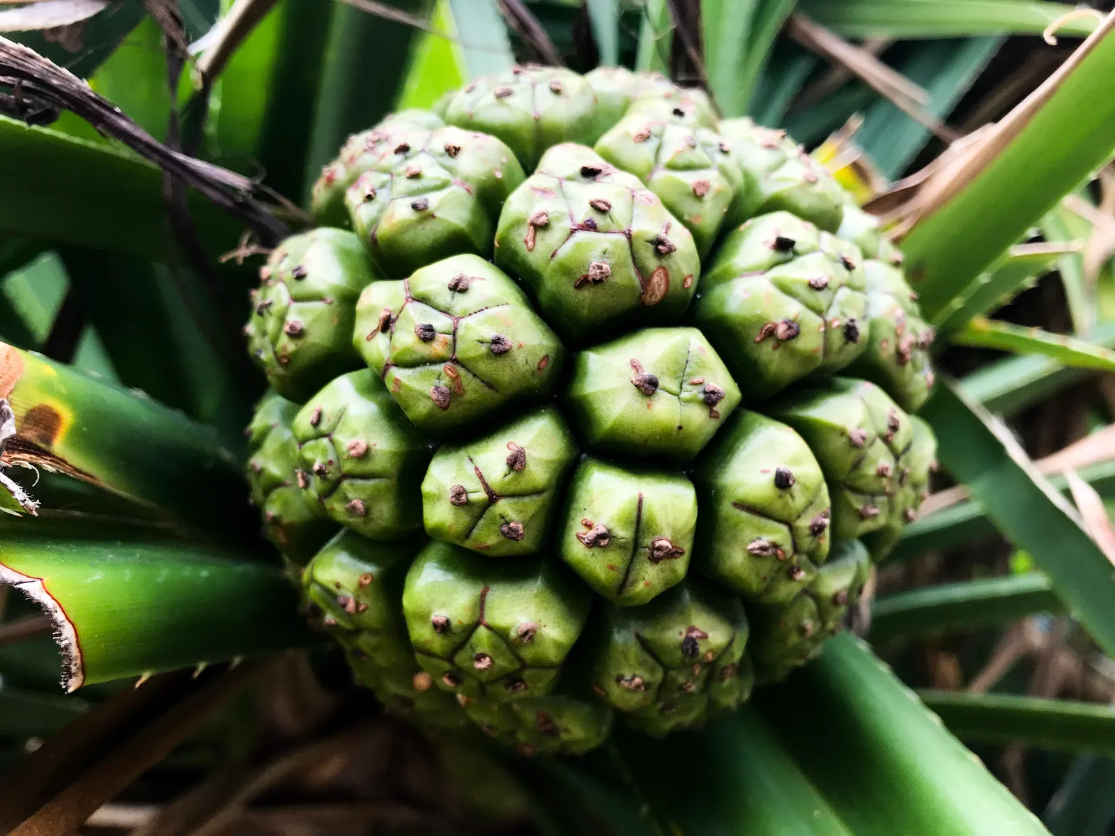 Umbrella Tree (Schefflera Actinophylla) — shrub with red blooms; while its blooms are noteworthy, the tree is primarily cultivated for its robust, image 149