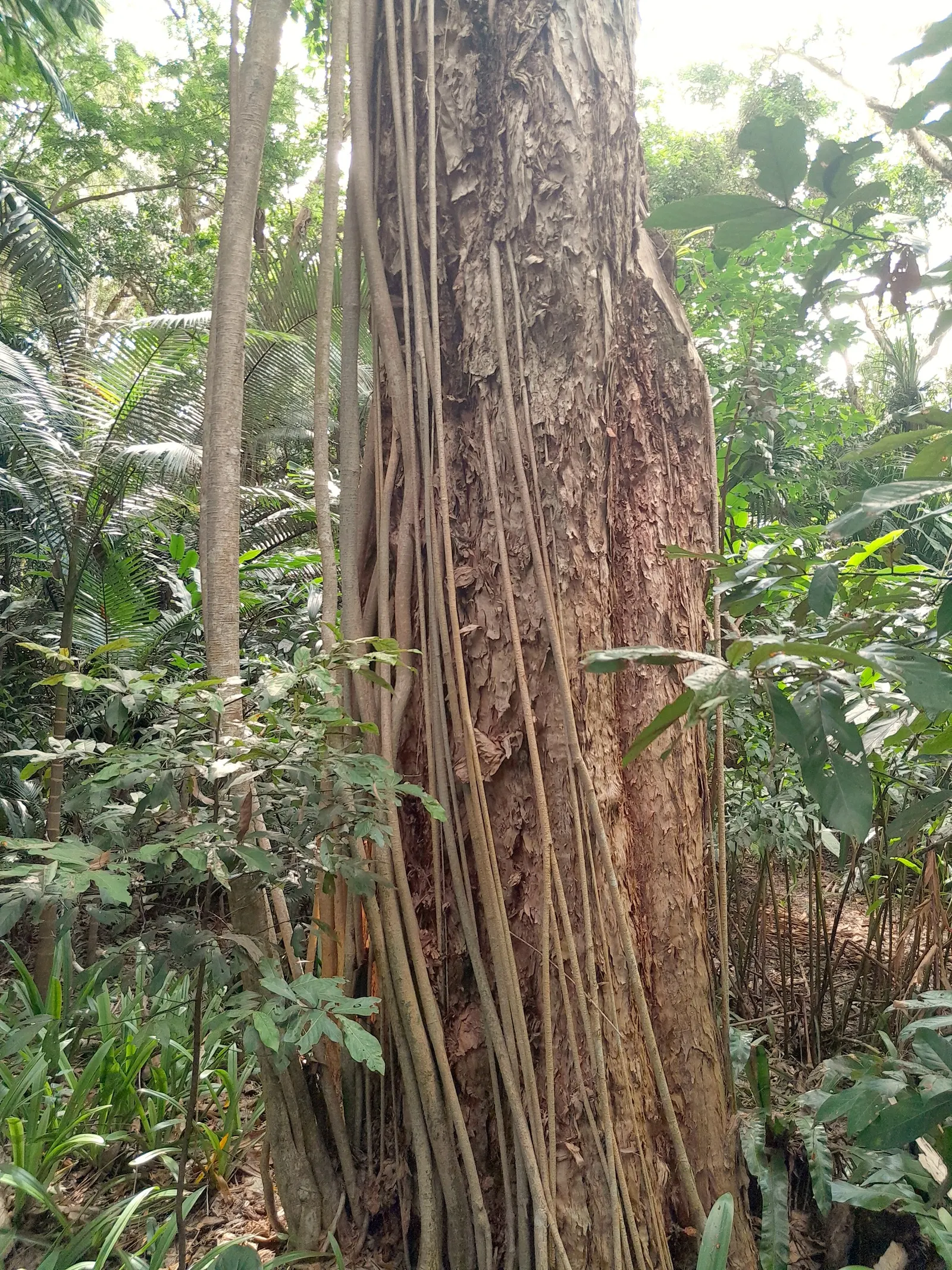 Umbrella Tree (Schefflera Actinophylla) — While its blooms are noteworthy, the tree is primarily cultivated for its robust canopy