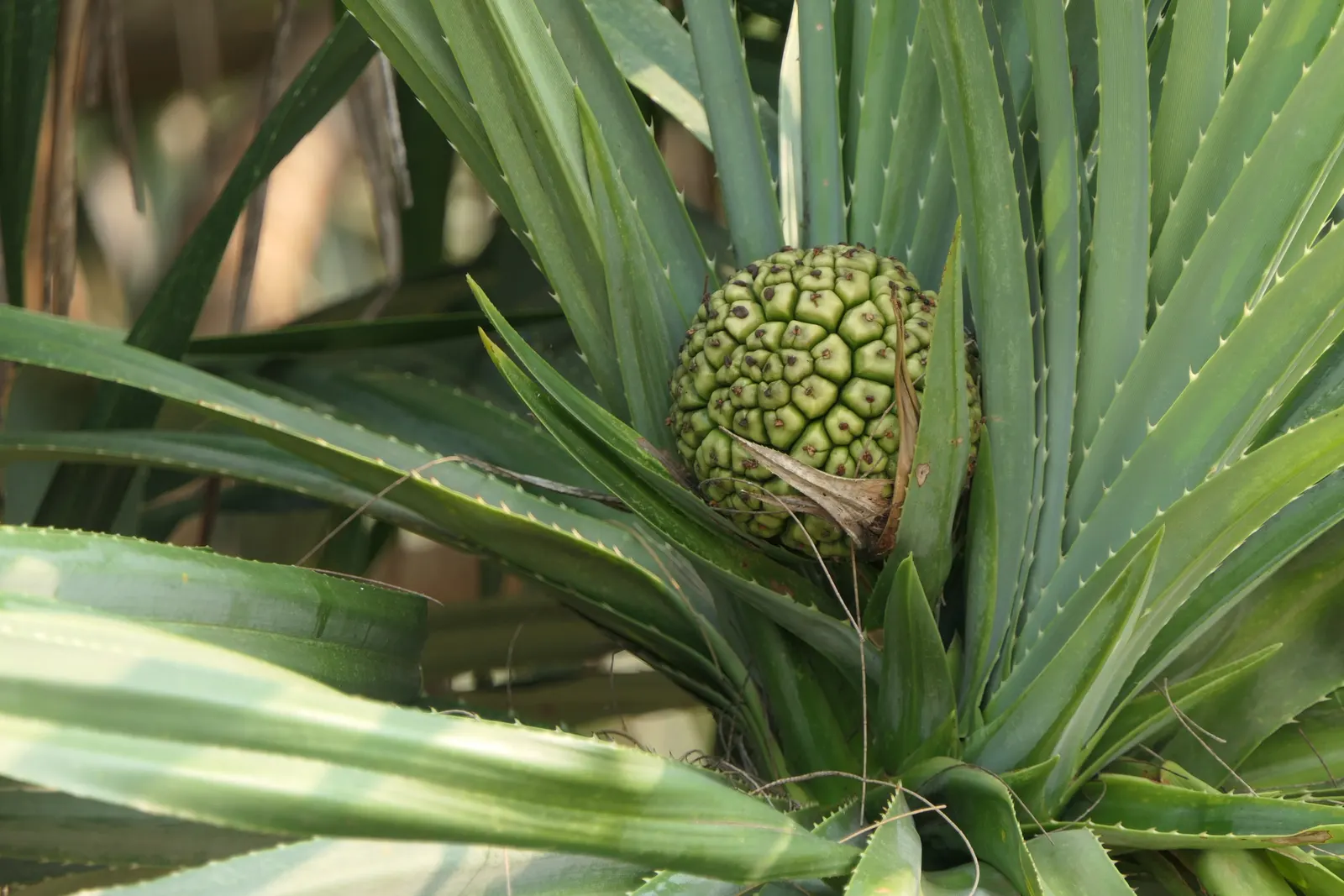 Umbrella Tree (Schefflera Actinophylla) — to maintain moist but not waterlogged soil; so caution is advised in gardens with small children and, image 145