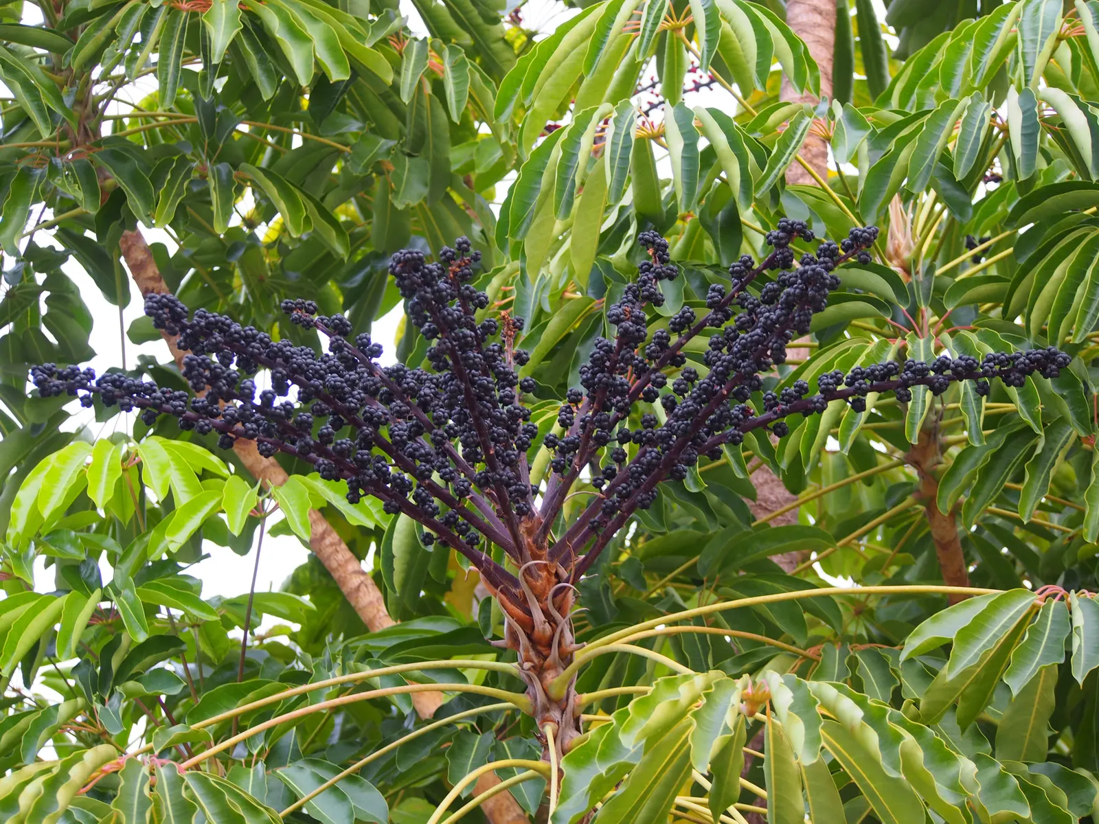 Umbrella Tree (Schefflera Actinophylla) — It is important to note that all parts of the Schefflera actinophylla are toxic if ingested