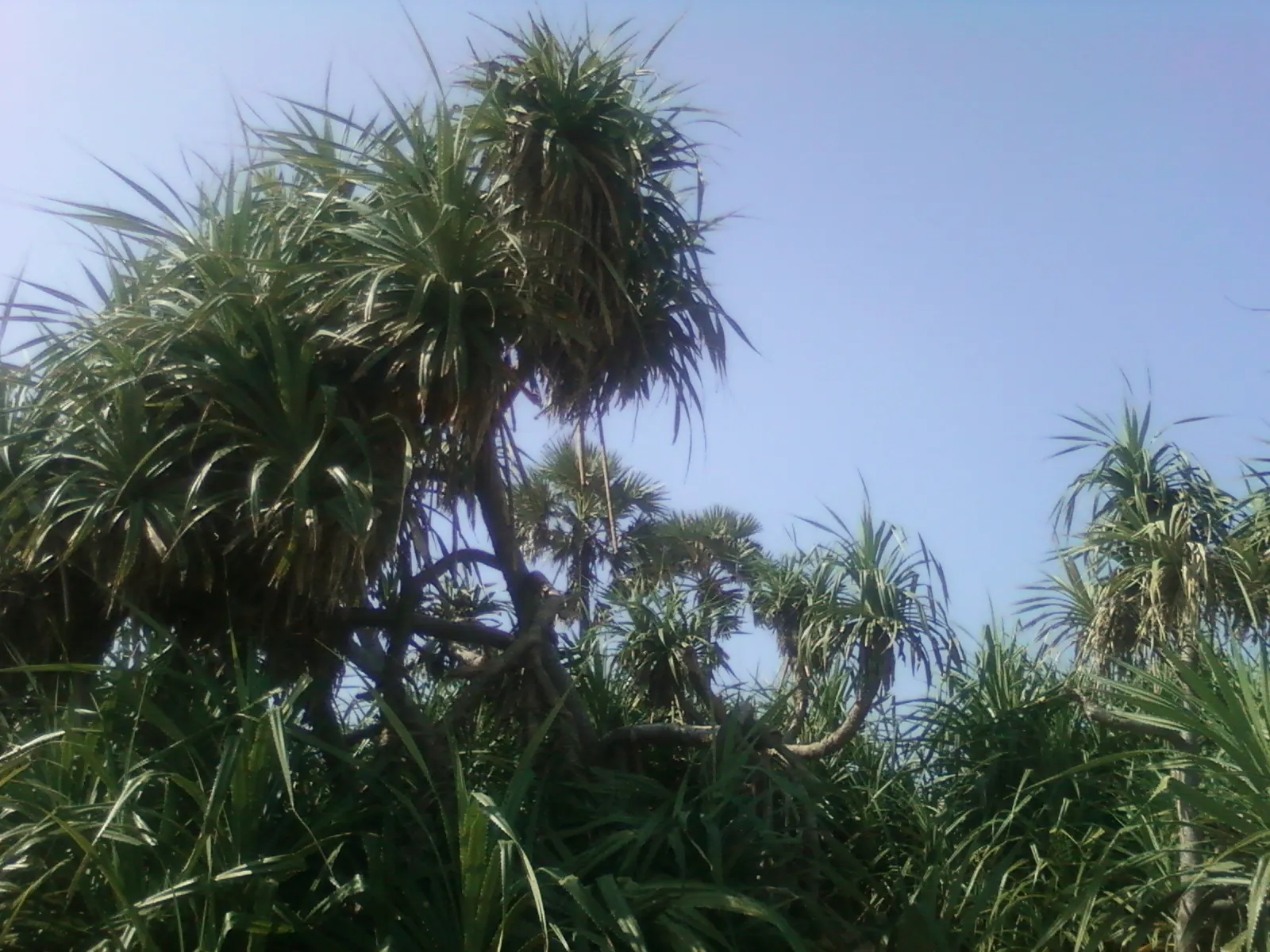 Umbrella Tree (Schefflera Actinophylla) — The Umbrella Tree can serve as a standalone specimen or be grouped to fashion a lush, exotic screen; exotic touch but