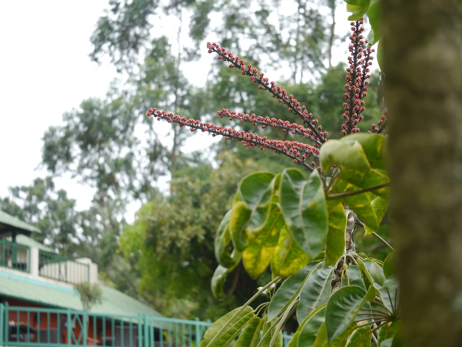 Umbrella Tree (Schefflera Actinophylla) — verdant appearance.<br><br>With the capability to soar to impressive heights; for best growth, position, image 134