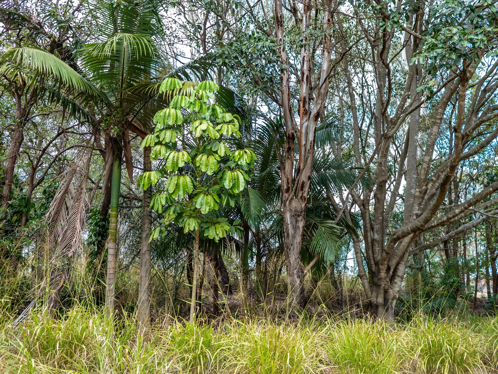 Umbrella Tree (Schefflera Actinophylla) — elongated leaves that radiate like an umbrella; as direct exposure can scorch the leaves, image 153