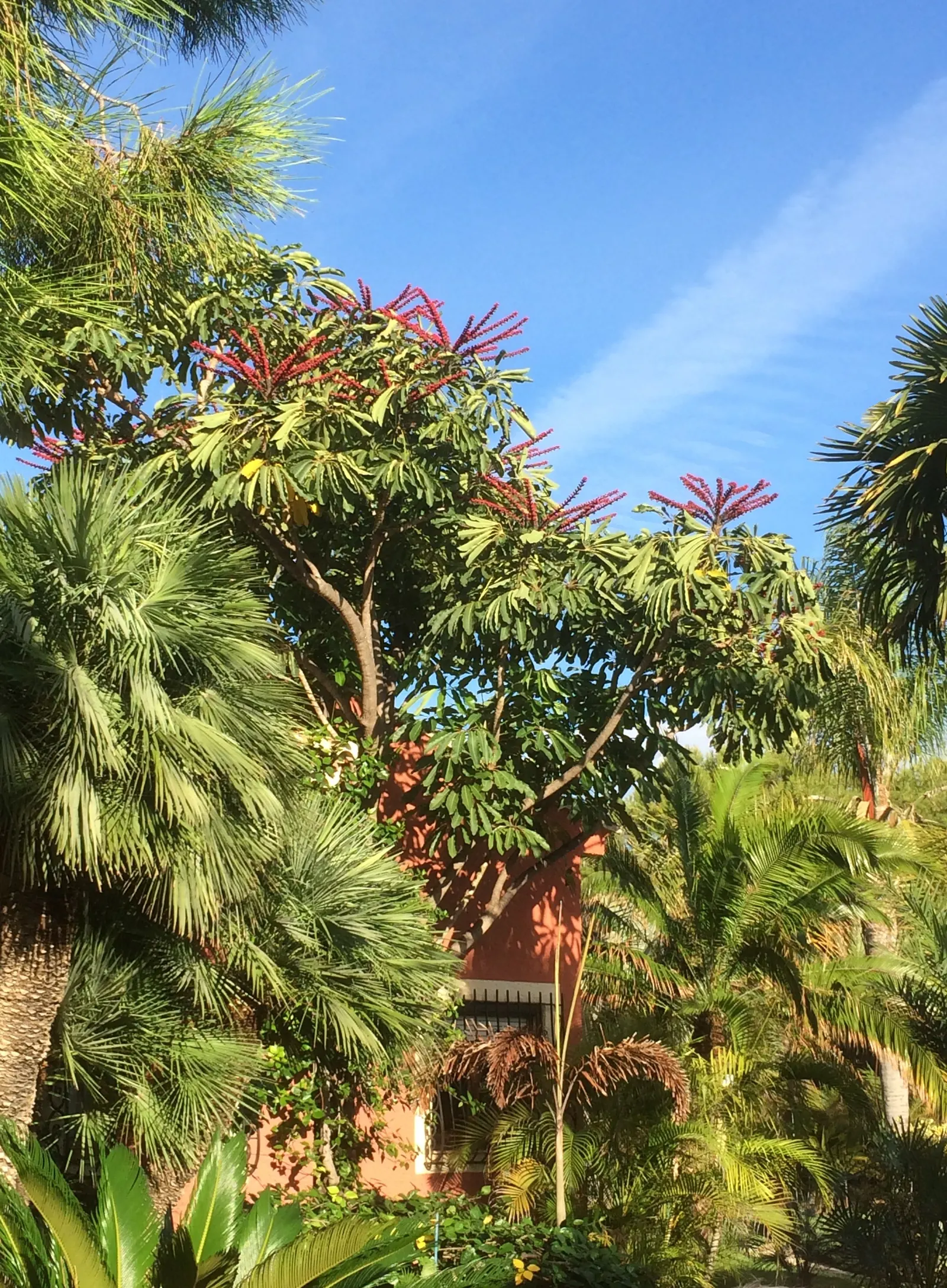 Umbrella Tree (Schefflera Actinophylla) — providing dense foliage coverage; to maintain moist but not waterlogged soil