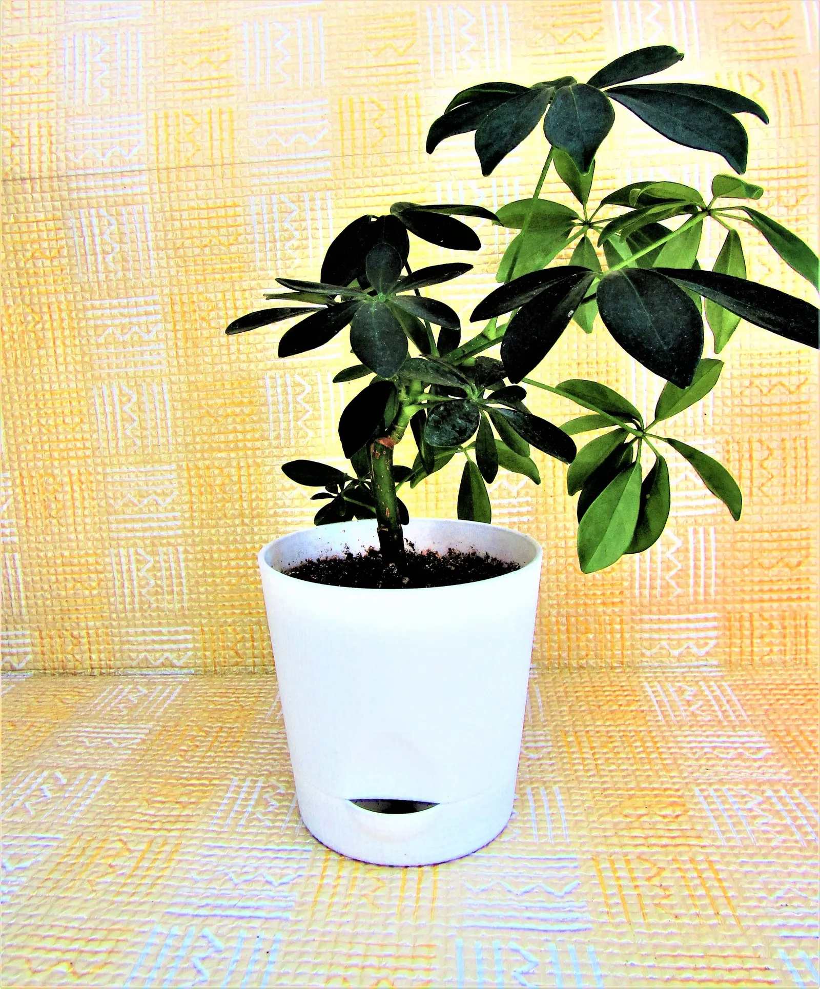 Umbrella Tree (Schefflera Actinophylla) — Pruning is recommended to control its size and encourage a more bushy shape if desired; shrub with red blooms