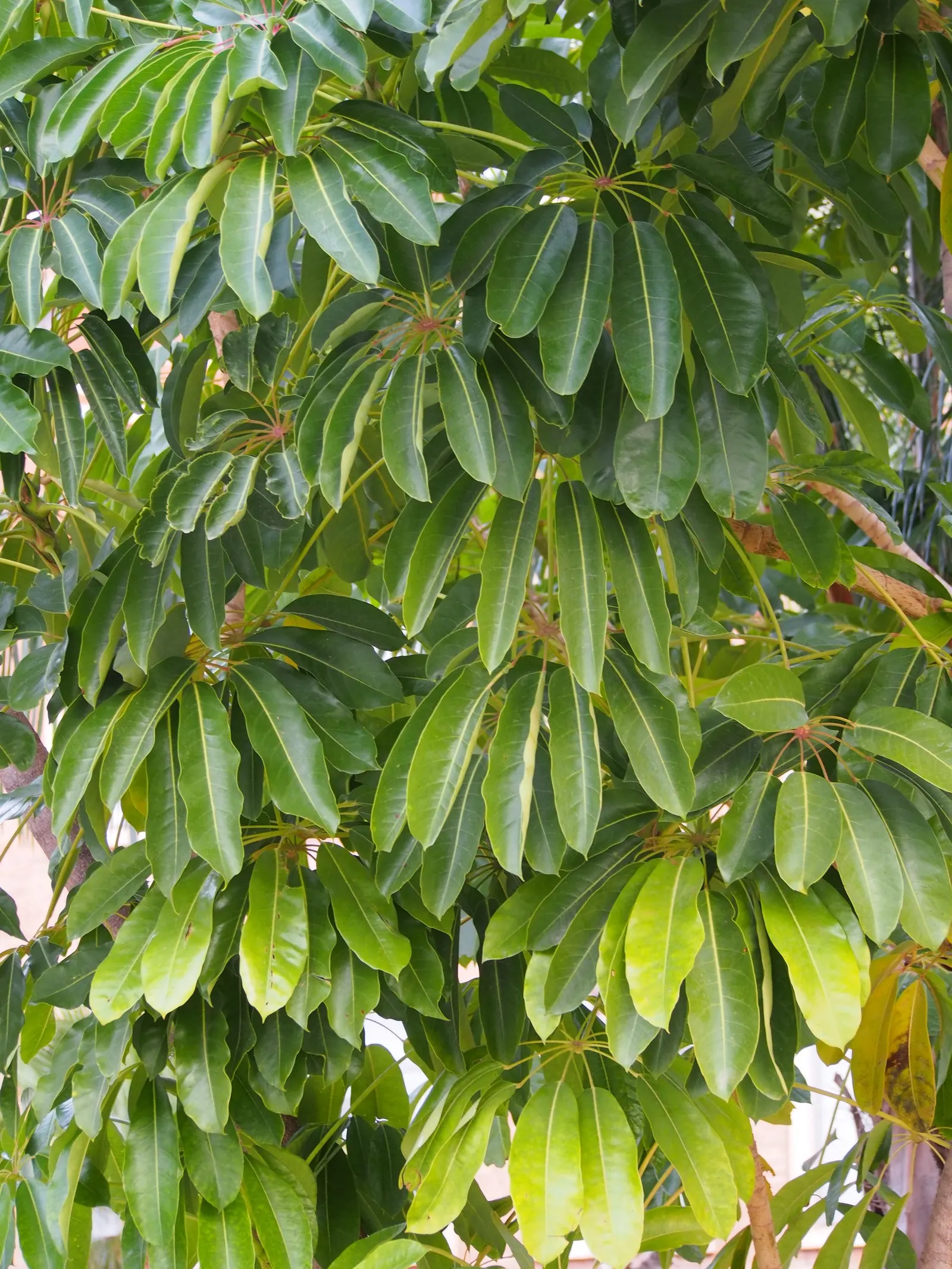 Umbrella Tree (Schefflera Actinophylla) — palmate leaves that radiate from its central stem like the spokes of an umbrella