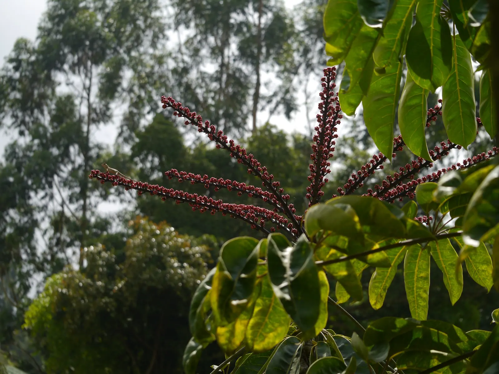 Umbrella Tree (Schefflera Actinophylla) — Its signature feature is the whorled clusters of glossy; palmate leaves that radiate from its central, image 122