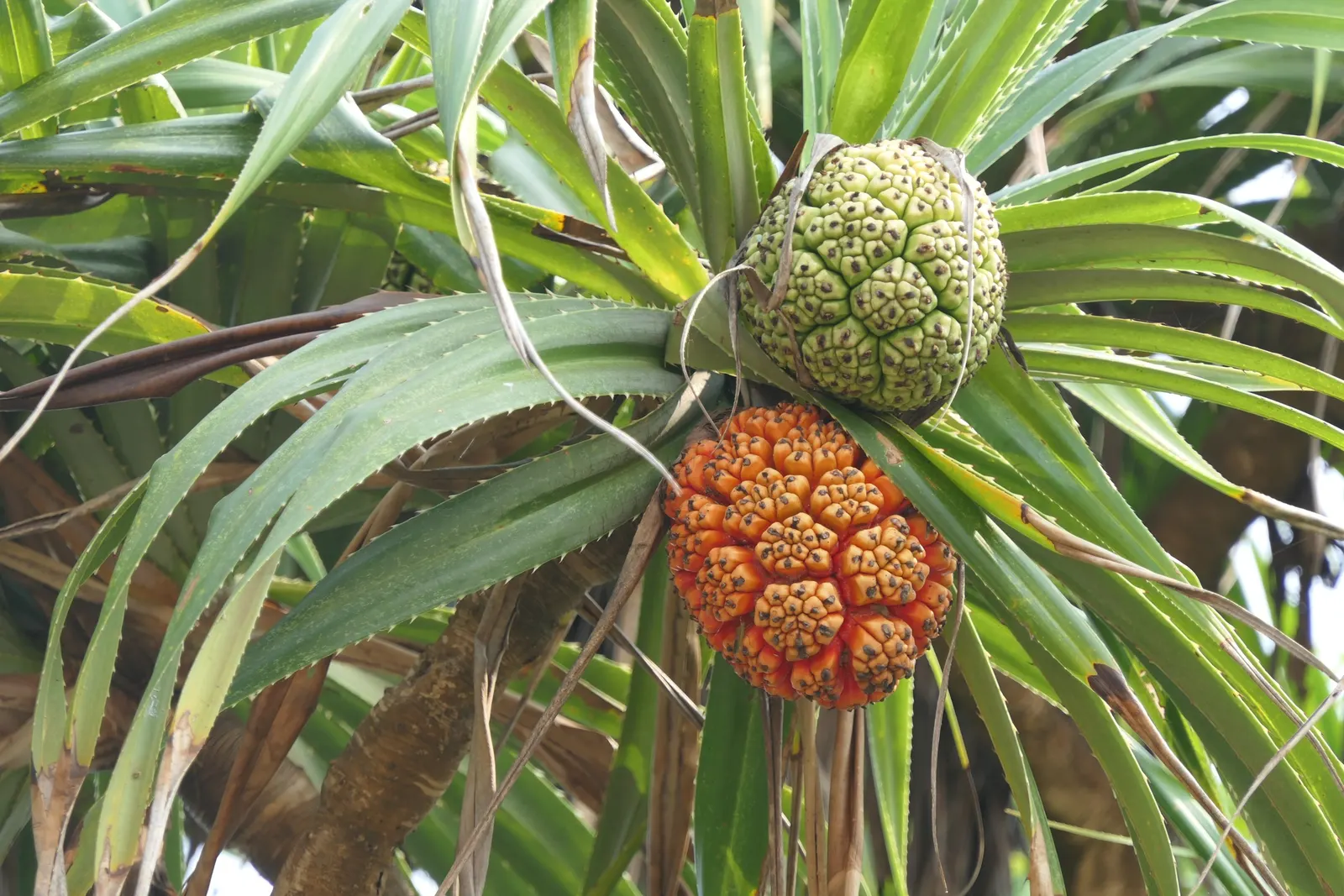Umbrella Tree (Schefflera Actinophylla) — It is important to note that all parts of the Schefflera actinophylla are toxic if ingested; especially, image 111